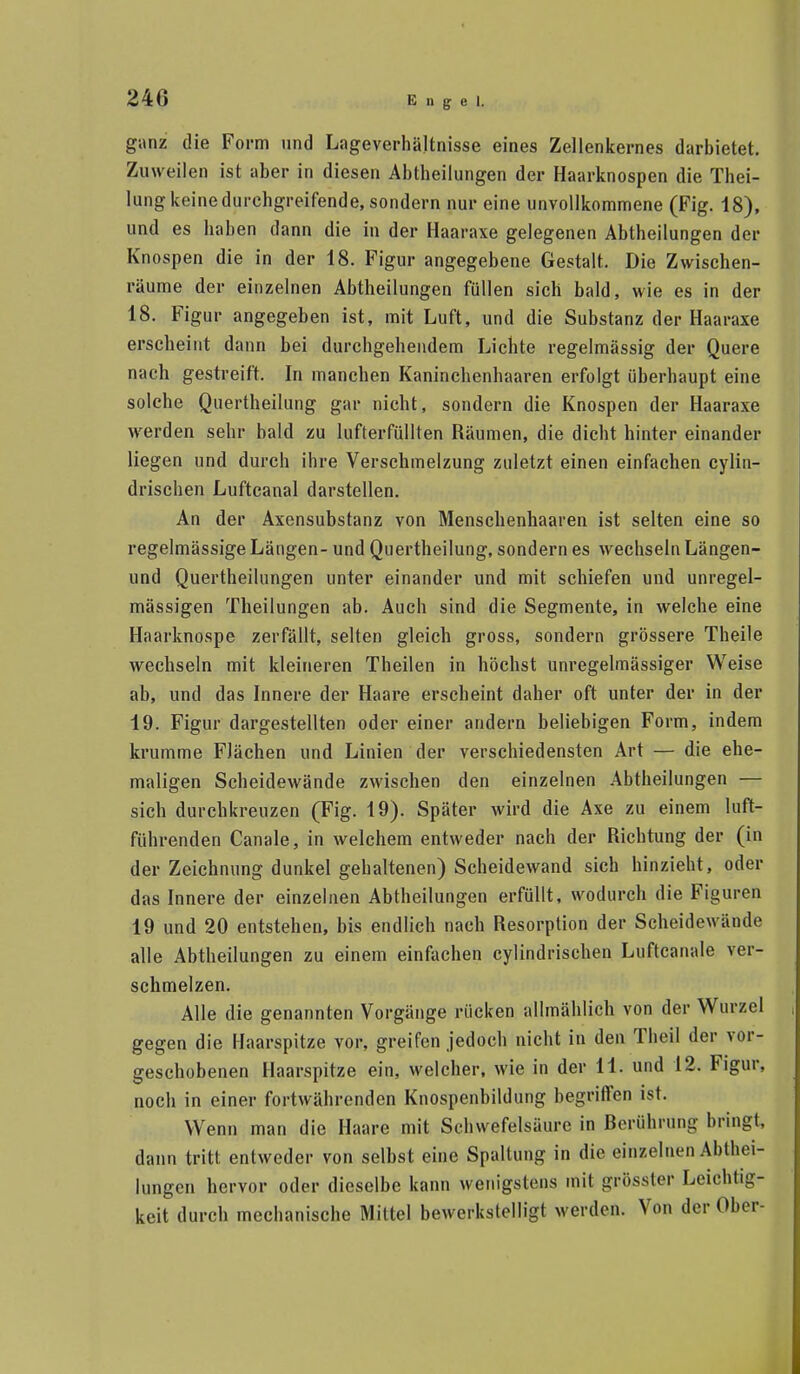 ganz die Form und LageverhäUnisse eines Zellenkernes darbietet. Zuweilen ist aber in diesen Abtbeilungen der Haarknospen die Thei- lung keine durcbgreifende, sondern nur eine unvollkommene (Fig. 18), und es baben dann die in der Haaraxe gelegenen Abtbeilungen der Knospen die in der 18. Figur angegebene Gestalt. Die Zwiscben- räume der einzelnen Abtheilungen füllen sich bald, wie es in der 18. Figur angegeben ist, mit Luft, und die Substanz der Haaraxe erscheint dann bei durchgehendem Lichte regelmässig der Quere nach gestreift. In manchen Kaninchenhaaren erfolgt überhaupt eine solche Quertheilung gar nicht, sondern die Knospen der Haaraxe werden sehr bald zu lufterfüllten Räumen, die dicht hinter einander liegen und durch ihre Verschmelzung zuletzt einen einfachen cylin- drischen Luftcanal darstellen. An der Axensubstanz von Menschenhaaren ist selten eine so regelmässige Längen- und Quertheilung, sondern es wechseln Längen- und Quertheilungen unter einander und mit schiefen und unregel- mässigen Theilungen ab. Auch sind die Segmente, in welche eine Haarknospe zerfällt, selten gleich gross, sondern grössere Theile wechseln mit kleineren Theilen in höchst unregelmässiger Weise ab, und das Innere der Haare erscheint daher oft unter der in der 19. Figur dargestellten oder einer andern beliebigen Form, indem krumme Flächen und Linien der verschiedensten Art — die ehe- maligen Scheidewände zwischen den einzelnen Abtheilungen — sich durchkreuzen (Fig. 19). Später wird die Axe zu einem luft- führenden Canale, in welchem entweder nach der Richtung der (in der Zeichnung dunkel gehaltenen) Scheidewand sich hinzieht, oder das Innere der einzelnen Abtheilungen erfüllt, wodurch die Figuren 19 und 20 entstehen, bis endlich nach Resorption der Scheidewände alle Abtheilungen zu einem einfachen cylindrischen Luftcanale ver- schmelzen. Alle die genannten Vorgänge rücken allmählich von der Wurzel gegen die Haarspitze vor, greifen jedoch nicht in den Theil der vor- geschobenen Haarspitze ein, welcher, wie in der 11. und 12. Figur, noch in einer fortwährenden Knospenbildung begriffen ist. Wenn man die Haare mit Schwefelsäure in Berührung bringt, dann tritt entweder von selbst eine Spaltung in die einzelnen Abthei- lungen hervor oder dieselbe kann wenigstens mit grösster Leichtig- keit durch mechanische Mittel bewerkstelligt werden. Von der Ober-