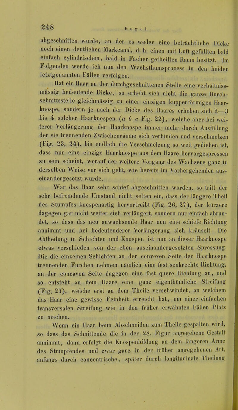 abgeschnitten wurde, an der es weder eine beträchtliche Dicke noch einen deutlichen Markcanal, d. h. einen mit Luft gefüllten bald einfach cylindrischen, bald in Fächer getheilten Raum besitzt. Im Folgenden werde ich nun den Wachsthumsprocess in den beiden letztgenannten Fällen verfolgen. Hat ein Haar an der durchgeschnittenen Stelle eine verhältniss- mässig bedeutende Dicke, so erhebt sich nicht die ganze Durch- schnittsstelle gleichmässig zu einer einzigen kuppen förmigen Haar- knospe, sondern je nach der Dicke des Haares erheben sich 2—3 bis 4 solcher Haarknospen (a b c Fig. 22), welche aber bei wei- terer Verlängerung der Haarknospe immer mehr durch Ausfüllung der sie trennenden Zwischenräume sich verbinden und verschmelzen (Fig. 23, 24), bis endlich die Verschmelzung so weit gediehen ist, dass nun eine einzige Haarknospe aus dem Haare hervorgesprossen zu sein scheint, worauf der weitere Vorgang des Wachsens ganz in derselben Weise vor sich geht, wie bereits im Vorhergehenden aus- einandergesetzt wurde. War das Haar sehr schief abgeschnitten worden, so tritt der sehr befremdende Umstand nicht selten ein, dass der längere Theil des Stumpfes knospenartig hervortreibt (Fig. 26, 27), der kürzere dagegen gar nicht weiter sich verlängert, sondern nur einfach abrun- det, so dass das neu anwachsende Haar nun eine schiefe Richtung annimmt und bei bedeutenderer Verlängerung sich kräuselt. Die Abtheilung in Schichten und Knospen ist nun an dieser Haarknospe etwas verschieden von der eben auseinandergesetzten Sprossung. Die die einzelnen Schichten an . der convexen Seite der Haarknospe trennenden Furchen nehmen nämlich eine fast senkrechte Richtung, an der concaven Seite dagegen eine fast quere Richtung an, und so entsteht an dem Haare eine ganz eigenthümliche Streifung (Fig. 27), welche erst an dem Theile verschwindet, an welchem das Haar eine gewisse Feinheit erreicht hat, um einer einfachen transversalen Streifung wie in den früher erwähnten Fällen Platz zu machen. Wenn ein Haar beim Abschneiden zum Theile gespalten wird, so dass das Schnittende die in der 28. Figur angegebene Gestalt annimmt, dann erfolgt die Knospenhildung an dem längeren Arme des Stumpfendes und zwar ganz in der früher angegebenen Art, anfangs durch concentrische, später durch longiludinale Theilung
