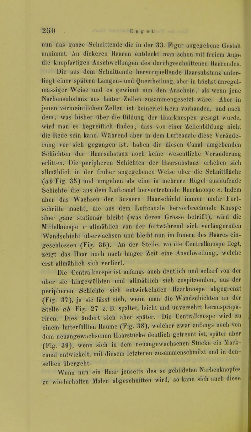 nun das ganze Schnittende die in der 33. Figur angegebene Gestalt annimmt. An dickeren Haaren entdeckt man schon mit freiem Auge die knopfartigen Anschwellungen des durchgeschnittenen Haarendes. Die aus dem Schnittende hervorquellende Haarsubstanz unter- liegt einer spätem Längen- und Quertheilung, aber in höchst unregel- mässiger Weise und es gewinnt nun den Anschein, als wenn jene Narbensubstanz aus lauter Zellen zusammengesetzt wäre. Aber in jenen vermeintlichen Zellen ist keinerlei Kern vorhanden, und nach dem, was bisber über die Bildung der Haarknospen gesagt wurde, wird man es begreiflich finden, dass von einer Zellenbildung nicht die Rede sein kann. Während aber in dem Luftcanale diese Verände- rung vor sich gegangen ist, haben die diesen Canal umgebenden Schichten der Haarsubstanz noch keine wesentlicbe Veränderung erlitten. Die peripheren Schichten der Haarsubstanz erheben sieb allmählich in der früher angegebenen Weise über die Schnittfläche (ab Fig. 35) und umgeben als eine in mehrere Hügel auslaufende Schichte die aus dem Luftcanal hervortretende Haarknospe c. Indem aber das Wachsen der äussern Haarschicht immer mehr Fort- schritte macht, die aus dem Luftcanale hervorbrechende Knospe aber ganz stationär bleibt (was deren Grösse betrifft), wird die Mittelknospe c allmählich von der fortwährend sich verlängernden Wandschicht überwachsen und bleibt nun im Innern des Haares ein- geschlossen (Fig. 36). An der Stelle, wo die Centraiknospe liegt, zeigt das Haar noch nach langer Zeit eine Anschwellung, welche erst allmählich sich verliert. Die Centraiknospe ist anfangs auch deutlich und scharf von der über sie hingewölbten und allmählich sich zuspitzenden, aus der peripheren Schichte sich entwickelnden Haarknospe abgegrenzt (Fig. 37), ja sie lässt sich, wenn man die Wandschichten an der Stelle ab Fig. 27 z. B. spaltet, leicht und unversehrt herauspräpa- riren. Dies ändert sich aber später. Die Centraiknospe wird zu einem lufterfüllten Räume (Fig. 38), welcher zwar anfangs noch von dem neuangewachsenen Haarstücke deutlich getrennt ist, später aber (Fig. 39), wenn sich in dem neuangewachsenen Stücke ein Mark- canal entwickelt, mit diesem letzteren zusammenschmilzt und in den- selben übergeht. Wenn nun ein Haar jenseits des so gebildeten Narbenknopfes zu wiederholten Malen abgeschnitten wird, so kann sich auch diese