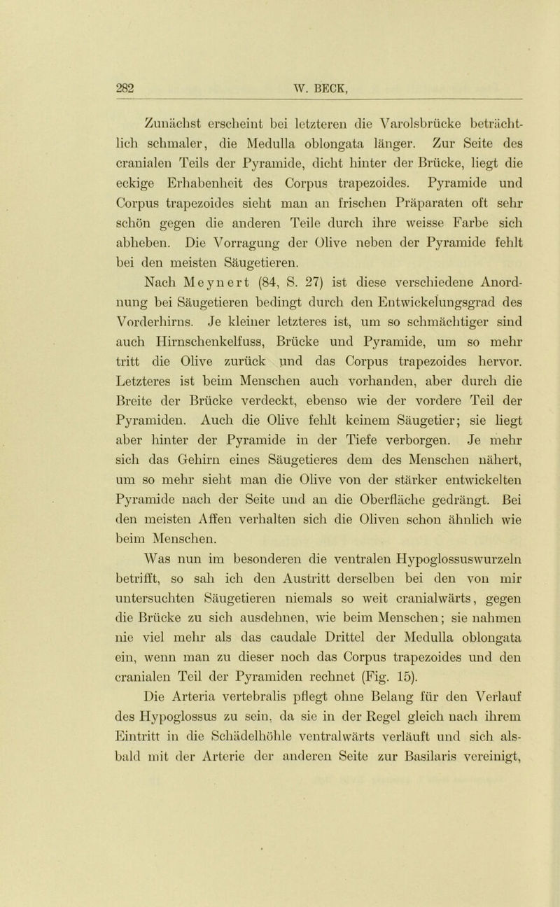 Zunachst erscheint bei letzteren die Varolsbriicke betracht- lich schmaler, die Medulla oblongata langer. Zur Seite des cranialen Teils der Pyramide, dicht hinter der Briicke, liegt die eckige Erhabenheit des Corpus trapezoides. Pyramide und Corpus trapezoides sieht man an frischen Praparaten oft sehr schon gegen die anderen Teile durch ihre weisse Farbe sich abkeben. Die Vorragung der Olive neben der Pyramide fehlt bei den meisten Saugetieren. Nach Meynert (84, S. 27) ist diese verschiedene Anord- nung bei Saugetieren bedingt durch den Eutwickelungsgrad des Vorderhirns. Je kleiner letzteres ist, um so schmachtiger sind auch Hirnschenkelfuss, Briicke und Pyramide, um so mehr tritt die Olive zuriick und das Corpus trapezoides hervor. Letzteres ist beim Menschen auch vorhanden, aber durch die Breite der Briicke verdeckt, ebenso wie der vordere Teil der Pyramiden. Auch die Olive fehlt keinem Saugetier; sie liegt aber hinter der Pyramide in der Tiefe verborgen. Je mehr sich das Gehirn eines Saugetieres dem des Menschen nahert, um so mehr sieht man die Olive von der starker entwickelten Pyramide nach der Seite und an die Oberflache gedrangt. Bei den meisten Affen verhalten sich die Oliven schon ahnlich wie beim Menschen. Was nun im besonderen die ventralen Hypoglossuswurzeln betrifft, so sab ich den Austritt derselben bei den von mir untersuchten Saugetieren niemals so weit cranialwarts, gegen die Briicke zu sich ausdelmen, wie beim Menschen; sie nahmen nie viel mehr als das caudale Drittel der Medulla oblongata ein, wenn man zu dieser noch das Corpus trapezoides und den cranialen Teil der Pyramiden rechnet (Fig. 15). Die Arteria vertebralis pflegt oline Belang fiir den Verlauf des Hypoglossus zu sein, da sie in der Regel gleich nach ihrem Eintritt in die Schadelhohle ventralwarts verlauft und sich als- bald mit der Arterie der anderen Seite zur Basilaris vereinigt,