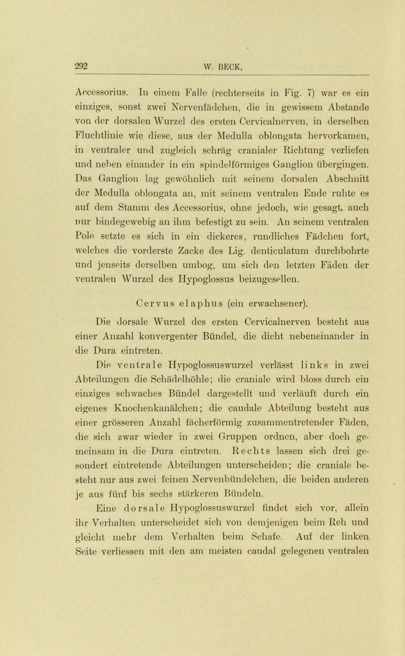 Accessorius. In einem Fade (rechterseits in Fig. 7) war es ein einziges, sonst zwei Nervenfadchen, die in gewissem Abstande von der dorsalen Wurzel des ersten Cervicalnerven, in derselben Fluchtlinie wie diese, aus der Medulla oblongata hervorkamen, in ventraler und zugleich schrag cranialer Richtung verliefen und neben einander in ein spindelformiges Ganglion ubergingen. Das Ganglion lag gewohnlich mit seinem dorsalen Absclmitt der Medulla oblongata an, mit seinem ventralen Ende ruhte es auf dem Stamm des Accessorius, ohne jedoch, wie gesagt, auch nur bindegewebig an ihm befestigt zu sein. An seinem ventralen Pole setzte es sich in ein dickeres, rundliches Fadchen fort, welches die vorderste Zacke des Lig. denticulatum durchbohrte und jenseits derselben umbog, um sich den letzten Faden der ventralen Wurzel des Hypoglossus beizugesellen. Cervus elaphus (ein erwachsener). Die dorsale Wurzel des ersten Cervicalnerven besteht aus einer Anzahl konvergenter Biindel, die dicht nebeneinander in die Dura eintreten. Die ventrale Hvpoglossuswurzel verlasst links in zwei Abteilungen die Schadelhohle; die craniale wird bloss durch ein einziges schwaches Biindel dargestellt und verlauft durch ein eigenes Knochenkanalchen; die caudale Abteilung besteht aus einer grosseren Anzahl facherformig zusammentretender Faden, die sich zwar wieder in zwei Gruppen ordnen, aber doch ge- meinsam in die Dura eintreten. R edits lassen sich drei ge- sondert eintretende Abteilungen unterscheiden; die craniale be- steht nur aus zwei feinen Nervenbiindelchen, die beiden anderen je aus fiinf bis sechs starkeren Biindeln. Fine dorsale Hypoglossuswurzel lindet sich vor, allein ihr Verbal ten unterscheidet sich von demjenigen beim Reh und gleicht melir dem Verhalten beim Schafe. Auf der linken Seite verliessen mit den am meisten caudal gelegenen ventralen