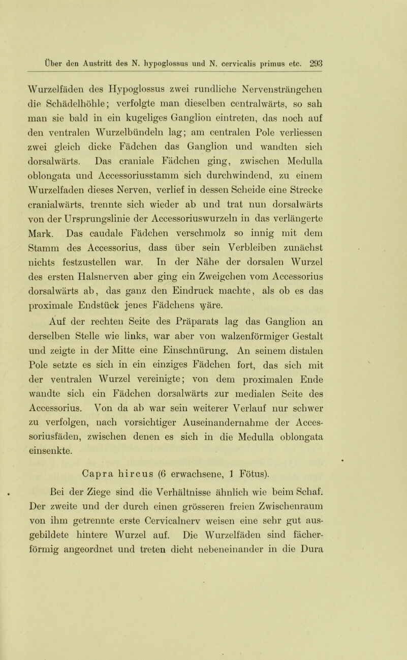 Wurzelfaden des Hypoglossus zwei rundliche Nervenstrangchen die Schadelhohle; verfolgte man dieselben centralwarts, so sail man sie bald in ein kugeliges Ganglion eintreten, das noch auf den ventralen Wurzelbundeln lag; am centralen Pole verliessen zwei gleich dicke Fadchen das Ganglion und wandten sicli dorsalwarts. Das craniale Fadchen ging, zwischen Medulla oblongata und Accessoriusstamm sicli durchwindend, zu einem Wurzelfaden dieses Nerven, verlief in dessen Scheide eine Strecke cranialwarts, trennte sicli wieder ab und trat nun dorsalwarts yon der Ursprungslinie der Accessoriuswurzeln in das verlangerte Mark. Das caudale Fadchen verschmolz so innig mit dem Stamm des Accessorius, dass liber sein Verbleiben zunachst niclits festzustellen war. Tn der Nahe der dorsalen Wurzel des ersten Halsnerven aber ging ein Zweigchen vom Accessorius dorsalwarts ab, das ganz den Eindruck machte, als ob es das proximate Endstiick jenes Fadcliens \yare. Auf der rechten Seite des Praparats lag das Ganglion an derselben Stelle wie links, war aber von walzenformiger Gestalt und zeigte in der Mitte eine Einschnurung, An seinem distalen Pole setzte es sich in ein einziges Fadchen fort, das sicli mit der ventralen Wurzel vereinigte; von dem proximalen Ende wandte sich ein Fadchen dorsalwarts zur medialen Seite des Accessorius. Von da ab war sein weiterer Verlauf nur schwer zu verfolgen, nach vorsichtiger Auseinandernahme der Acces- soriusfaden, zwischen denen es sich in die Medulla oblongata einsenkte. Capra hircus (6 erwaclisene, 1 Fotus). Bei der Ziege sind die Verhaltnisse ahnlich wie beim Schaf. Der zweite und der durch einen grosseren freien Zwischenraum von ihm getrennte erste Cervicalnerv weisen eine sehr gut aus- gebildete liintere Wurzel auf. Die Wurzelfaden sind fiiclier- formig angeordnet und treten dicht nebeneinander in die Dura