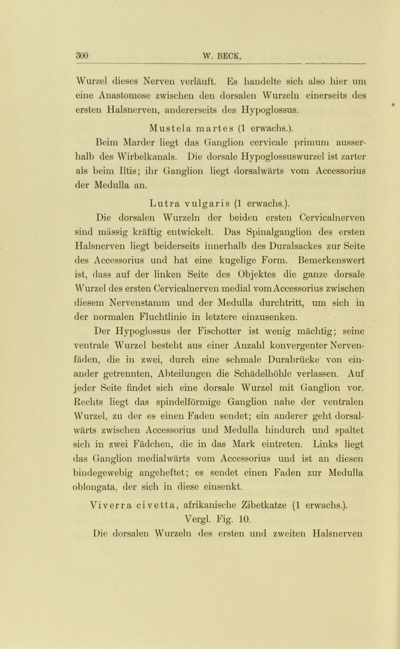 Wurzel dieses Nerven verlauft. Es liandelte sicli also hier urn eine Anastomose zwischen den dorsalen Wurzeln einerseits des ersten Halsnerven, andererseits des Hypoglossus. M us tela martes (1 erwachs.). Beim Marder liegt das Ganglion cervicale primum ausser- lialb des Wirbelkanals. Die dorsale Hypoglossuswurzel ist zarter als beim litis; ibr Ganglion liegt dorsalwarts vom Accessorius der Medulla an. Lutra vulgaris (1 erwachs.). Die dorsalen Wurzeln der beiden ersten Cervicalnerven sind massig kraftig entwickelt. Das Spinalganglion des ersten Halsnerven liegt beiderseits innerhalb des Duralsackes zur Seite des Accessorius und hat eine kugelige Form. Bemerkenswert ist, dass auf der linken Seite des Objektes die ganze dorsale Wurzel des ersten Cervicalnerven medial vom Accessorius zwischen diesem Nervenstamm und der Medulla durchtritt, um sich in der normalen Fluchtlinie in letztere einzusenken. Der Hypoglossus der Fischotter ist wenig machtig; seine ventrale Wurzel besteht aus einer Anzahl konvergenter Nerven- faden, die in zwei, durch eine sclimale Durabriicke von ein- ander getrennten, Abteilungen die Schadelliohle verlassen. Auf jeder Seite findet sich eine dorsale Wurzel mit Ganglion vor. Rechts liegt das spindelformige Ganglion nahe der ventralen Wurzel, zu der es einen Faden sendet; ein anderer geht dorsal- warts zwischen Accessorius und Medulla hindureh und spaltet sich in zwei Fadchen, die in das Mark eintreten. Links liegt das Ganglion medialwarts vom Accessorius und ist an diesen bindegewebig angeheftet; es sendet einen Faden zur Medulla oblongata, der sich in diese einsenkt. Viverra civetta, afrikanische Zibetkatze (1 erwachs.). Vergl. Fig. 10. Die dorsalen Wurzeln des ersten und zweiten Halsnerven