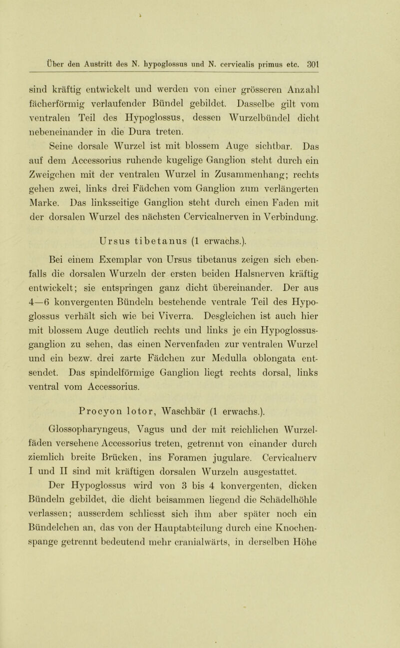 sind kraftig entwickelt und werden von einer grbsseren Anzahl facherformig verlaufender Biindel gebildet. Dasselbe gilt vom ventralen Teil des Hypoglossus, dessen Wurzelbiindel dicht nebeneinander in die Dura treten. Seine dorsale Wurzel ist mit blossem Auge sichtbar. Das auf dem Accessorius ruhende kugelige Ganglion steht durch ein Zweigehen mit der ventralen Wurzel in Zusammenhang; rechts gehen zwei, links drei Fadchen vom Ganglion zum verlangerten Marke. Das linksseitige Ganglion steht durch einen Faden mit der dorsalen Wurzel des nachsten Cervicalnerven in Verbindung. Ursus tibetanus (1 erwachs.). Bei einem Exemplar von Ursus tibetanus zeigen sich eben- falls die dorsalen Wurzeln der ersten beiden Halsnerven kraftig \ entwickelt; sie entspringen ganz dicht ubereinander. Der aus 4—6 konvergenten Biindeln bestehende ventrale Teil des Hypo- glossus verhalt sich wie bei Viverra. Desgleiclien ist auch hier mit blossem Auge deutlich rechts und links je ein Hypoglossus- ganglion zu sehen, das einen Nervenfaden zur ventralen Wurzel und ein bezw. drei zarte Fadchen zur Medulla oblongata ent- sendet. Das spindelformige Ganglion liegt rechts dorsal, links ventral vom Accessorius. Procyon lotor, Waschbar (1 erwachs.). Glossopharyngeus, Vagus und der mit reichliclien Wurzel- faden versehene Accessorius treten, getrennt von einander durch ziemlich breite Briicken, ins Foramen jugulare. Cervicalnerv I und II sind mit kraftigen dorsalen Wurzeln ausgestattet. Der Hypoglossus wird von 3 bis 4 konvergenten, dicken Biindeln gebildet, die dicht beisammen liegend die Schadelliohle verlassen; ausserdem schliesst sich ihm aber spater noch ein Bundelchen an, das von der Hauptabteilung durch eine Knochen- spange getrennt bedeutend mehr cranialwarts, in derselben Hohe