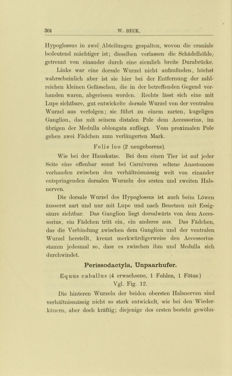 Hypoglossus in zwei Abteilungen gespalten, wovon die craniale bedeutend machtiger ist; dieselben verlassen die Schadelhohle,- getrennt von einander durch eine ziemlicli breite Durabriicke. Links war eine dorsale Wurzel nicht aufzufinden, hochst wahrscheinlich aber ist sie bier bei der Entfernung der zahl- reichen kleinen Gefasschen, die in der betreffenden Gegend vor- handen waren, abgerissen worden. Rechts lasst sich eine mit Lnpe sichtbare, gut entwickelte dorsale Wnrzel von der ventralen Wurzel aus verfolgen; sie fuhrt zu einern zarten, kugeligen Ganglion, das mit seinem distalen Pole dem Accessorius, im tibrigen der Medulla oblongata aufliegt. Vom proximalen Pole gehen zwei Fadchen zum verlangerten Mark. Felis leo (2 neugeborene). Wie bei der Hauskatze. Bei dem einen Tier ist auf jeder Seite eine offenbar sonst bei Carnivoren seltene Anastomose vorlianden zwischen den verhaltnismassig weit von einander entspringenden dorsalen Wurzeln des ersten und zweiten Hals- nerven. Die dorsale Wurzel des Plypoglossus ist auch beim Lowen ausserst zart und nur mit Lupe und nach Benetzen mit Essig- saure sichtbar. Das Ganglion liegt dorsalwarts von dem Acces- sorius, ein Fadchen tritt ein, ein anderes aus. Das Fadchen, das die Verbindung zwischen dem Ganglion und der ventralen Wurzel herstellt, kreuzt merkwurdigerweise den Accessorius- stamm jedesmal so, dass es zwischen ihm und Medulla sich durchwindet. Perissodactyla, Unpaarhufer. Equus caballus (4 erwaclisene, 1 Fohlen, 1 Fotus.) Vgl. Fig. 12. Die hinteren Wurzeln der beiden obersten Halsnerven sind verhaltnismassig nicht so stark entwickelt, wie bei den Wieder- kauern, aber docli kraftig; diejenige des ersten besteht gewohn-