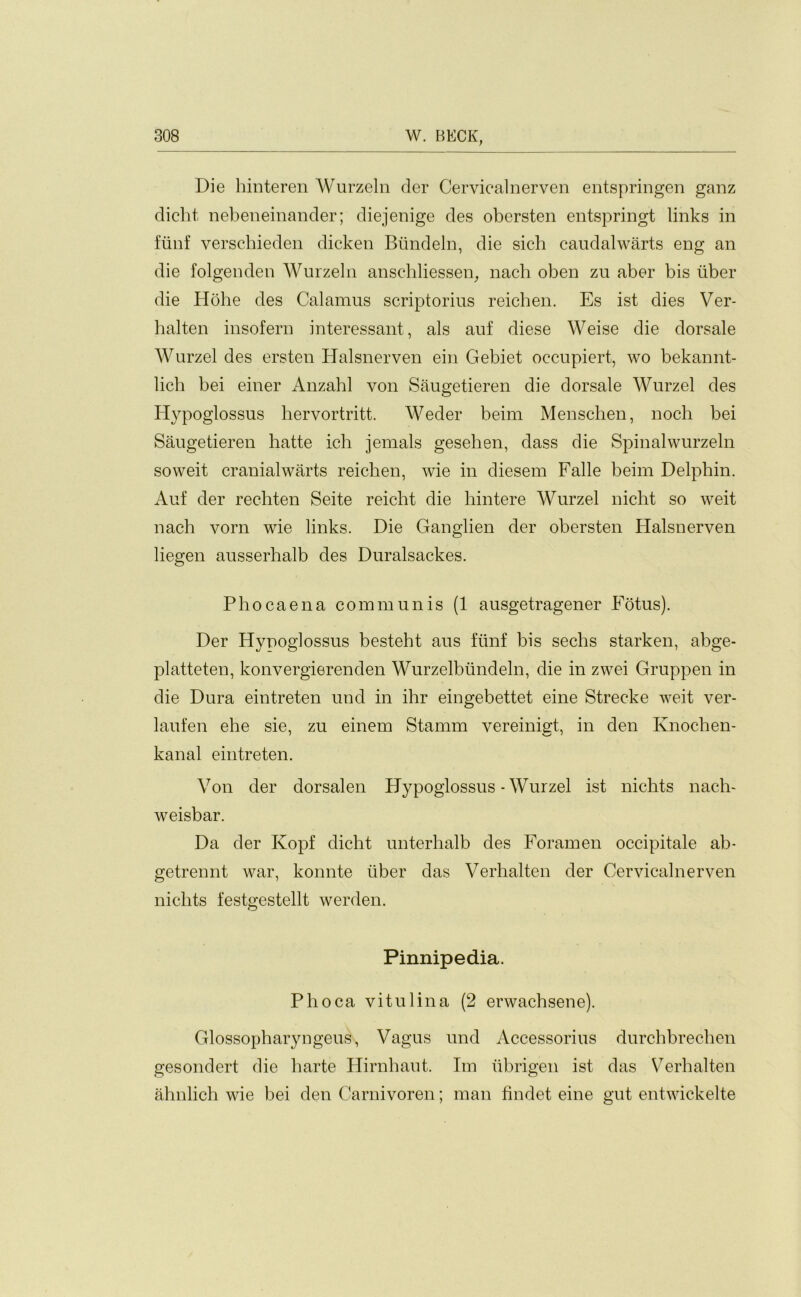 Die hinteren Wurzeln der Cervicalnerven entspringen ganz dicht nebeneinander; diejenige des obersten entspringt links in flinf verscbieden dicken Blindeln, die sich caudalwarts eng an die folgenden Wurzeln ansehliessen, nach oben zu aber bis liber die Hohe des Calamus scriptorius reicben. Es ist dies Ver- halten insofern interessant, als auf diese Weise die dorsale Wurzel des ersten Halsnerven ein Gebiet occupiert, wo bekannt- lich bei einer Anzahl von Saugetieren die dorsale Wurzel des Hypoglossus liervortritt. Weder beirn Menschen, noch bei Saugetieren hatte ich jernals gesehen, dass die Spinalwurzeln soweit cranialwarts reicben, wie in diesem Falle beim Delpbin. Auf der rechten Seite reicht die hintere Wurzel nicht so weit nach vorn wie links. Die Ganglien der obersten Halsnerven liegen ausserhalb des Duralsackes. Phocaena communis (1 ausgetragener Fotus). Der Hynoglossus besteht aus flinf bis secbs starken, abge- platteten, konvergierenden Wurzelbtindeln, die in zwei Gruppen in die Dura eintreten und in ihr eingebettet eine Strecke weit ver- laufen ehe sie, zu einem Stamm vereinigt, in den Knochen- kanal eintreten. Von der dorsalen Hypoglossus - Wurzel ist nichts nach- weisbar. Da der Kopf dicht unterhalb des Foramen occipitale ab- getrennt war, konnte liber das Verhalten der Cervicalnerven nichts festgestellt werden. Pinnipedia. Phoca vitulina (2 erwachsene). Glossopharyngeus, Vagus und Accessorius durchbrechen gesondert die harte Hirnhaut. Im tibrigen ist das Verhalten ahnlich wie bei den Carnivoren; man findet eine gut entwickelte