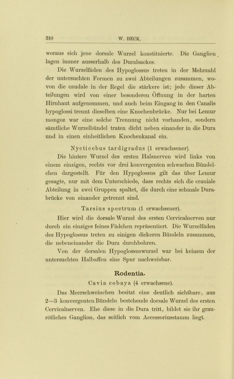 woraus sicli jene dorsale Wurzel konstituierte. Die Ganglien lagen immer ausserhalb des Duralsackes. Die Wurzelfaden des Hypoglossus treten in der Mehrzabl der untersuchten Formen zu zwei Abteilungen zusammen, wo- von die caudale in der Regel die starkere ist; jede dieser Ab- teilungen wird von einer besonderen Offnung in der harten Hirnhaut aufgenommen, und auch beim Eingang in den Canalis hypoglossi trennt dieselben eine Knochenbriicke. Nur bei Lemur mongoz war eine solclie Trennung nicht vorhanden, sondern samtliclie Wurzelbiindel traten dicht neben einander in die Dura und in einen einheitlichen Knochenkanal ein. Nycticebus tardigradus (1 erwachsener). Die hintere Wurzel des ersten Halsnerven wird links von einem einzigen, reclits vor drei konvergenten scbwachen Blind el- chen dargestellt. Ftir den Hypoglossus gilt das liber Lemur gesagte, nur mit dem Unterscbiede, dass reclits sich die craniale Abteilung in zwei Gruppen spaltet, die durcb eine schmale Dura- briicke von einander getrennt sind. Tarsius spectrum (1 erwaclisener). Hier wird die dorsale Wurzel des ersten Cervicalnerven nur durcb ein einziges feines Fadclien reprasentiert. Die Wurzelfaden des Hypoglossus treten zu einigen dickeren Biindeln zusammen, die nebeneinander die Dura durchbobren. Von der dorsalen Hypoglossuswurzel war bei keinem der untersuchten Halbaffen eine Spur nacliweisbar. Rodentia. Cavia cobaya (4 erwachsene). Das Meerschweinchen besitzt eine deutlicb sicbtbare, aus 2—3 konvergenten Biindeln bestebende dorsale Wurzel des ersten Cervicalnerven. Ehe diese in die Dura tritt, bildet sie ibr grau- rotliches Ganglion, das seitlicb vom Accessoriusstamm liegt.