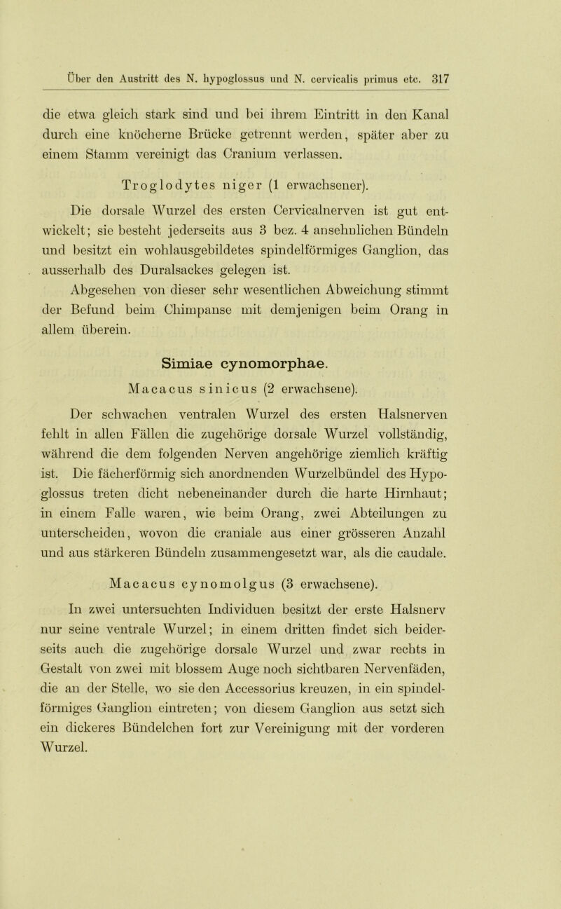 die etwa gleich stark sind und bei ihrem Eintritt in den Kanal durch eine knocherne Briicke getrennt wcrden, spater aber zu einem Stamm vereinigt das Cranium verlassen. Troglodytes niger (1 erwachsener). Die dorsale Wurzel des ersten Cervicalnerven ist gut ent- wickelt; sie besteht jederseits aus 3 bez. 4 ansehulichen Biindeln und besitzt ein wohlausgebildetes spindelformiges Ganglion, das ausserhalb des Duralsackes gelegen ist. Abgesehen von dieser sehr wesentliclien Abweichung stimmt der Befund beim Ckimpanse mit denrjenigen beim Orang in allem tiberein. Simiae cynomorphae. Macacus sinicus (2 erwachseue). Der schwachen ventralen Wurzel des ersten Halsnerven fehlt in alien Fallen die zugeliorige dorsale Wurzel vollstandig, wahrend die dem folgenden Nerven angehorige ziemlich kraftig ist. Die facherformig sich anordnenden Wurzelbiindel des Hypo- glossus treten dicht nebeneinander durch die harte Hirnhaut; in einem Falle waren, wie beim Orang, zwei Abteilungen zu unterscheiden, wovon die craniale aus einer grosseren Anzahl und aus starkeren Biindeln zusammengesetzt war, als die caudale. Macacus cynomolgus (3 erwachsene). In zwei untersuchten Individuen besitzt der erste Halsnerv nur seine ventrale Wurzel; in einem dritten findet sich beider- seits auch die zugeliorige dorsale Wurzel und zwar rechts in Gestalt von zwei mit blossem Auge nocli sichtbaren Nervenfaden, die an der Stelle, wo sie den Accessorius kreuzen, in ein spindel- formiges Ganglion eintreten; von diesem Ganglion aus setzt sich ein dickeres Biindelchen fort zur Vereinigung mit der vorderen Wurzel.
