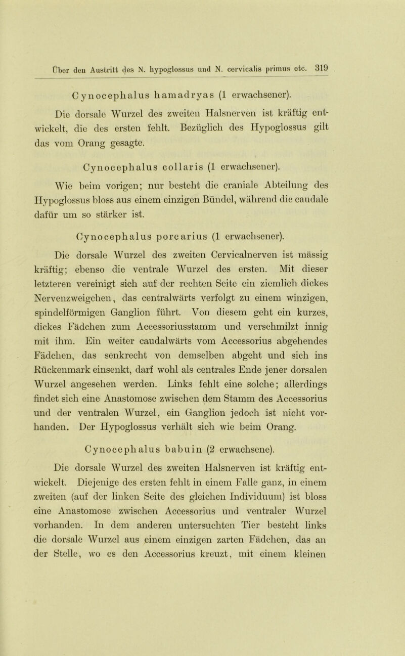 Cy nocephalus liamadryas (1 erwachsener). Die dorsale Wurzel des zweiten Halsnerven ist kraftig ent- wickelt, die des ersten fehlt. Beziiglich des Hypoglossus gilt das vom Orang gesagte. Cy nocephalus collar is (1 erwachsener). Wie beim vorigen; nur besteht die craniate Abteilung des Hypoglossus bloss aus einem einzigen Biindel, wahrend die caudate dafiir um so starker ist. Cy nocephalus porcarius (1 erwachsener). Die dorsale Wurzel des zweiten Cervicalnerven ist massig kraftig; ehenso die ventrale Wurzel des ersten. Mit dieser letzteren vereinigt sich auf der rechten Seite ein ziemlich dickes Nervenzweigchen, das centralwarts verfolgt zu einem winzigen, spindelformigen Ganglion fiihrt. Von diesem geht ein kurzes, dickes Fadchen zum Accessoriusstamm und verschmilzt innig mit ihm. Ein weiter caudalwarts vom Accessorius abgehendes Fadchen, das senkrecht von demselben abgeht und sich ins Ruckenmark einsenkt, darf wohl als centrales Ende jener dorsalen Wurzel angesehen werden. Links fehlt eine solche; allerdings findet sich eine Anastomose zwischen dem Stamm des Accessorius und der ventralen Wurzel, ein Ganglion jedoch ist nicht vor- handen. Der Hypoglossus verhalt sich wie beim Orang. Cynocephalus babuin (2 erwachsene). Die dorsale Wurzel des zweiten Halsnerven ist kraftig ent- wickelt. Diejenige des ersten fehlt in einem Falle ganz, in einem zweiten (auf der linken Seite des gleichen Individuum) ist bloss eine Anastomose zwischen Accessorius und ventraler Wurzel vorhanden. In dem anderen untersuchten Tier besteht links die dorsale Wurzel aus einem einzigen zarten Fadchen, das an der Stelle, wo es den Accessorius kreuzt, mit einem kleinen