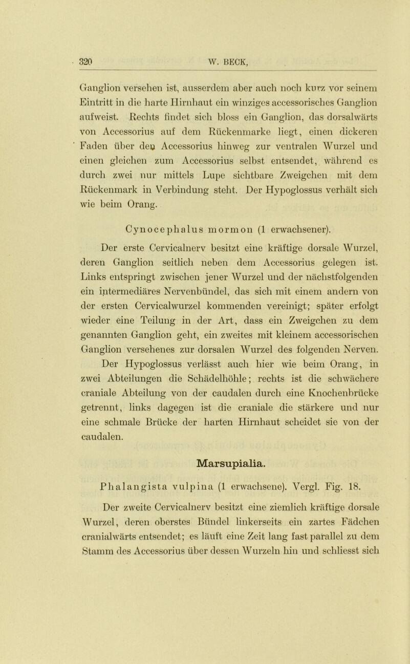 Ganglion versehen ist, ausserdem aber auch noch kurz vor seinem Eintritt in die harte Hirnhaut ein winziges accessorisches Ganglion aufweist. Reclits findet sich bloss ein Ganglion, das dorsalwarts von Accessorius auf dem Riickenmarke liegt, einen dickeren Faden liber den Accessorius liinweg zur ventralen Wurzel und einen gleichen zum Accessorius selbst entsendet, wahrend es durch zwei nur mittels Lupe sichtbare Zweigchen mit dem Riickenmark in Verbindung steht. Der Hypoglossus verhalt sich wie beim Orang. Cynocephalus mormon (1 erwachsener). Der erste Cervicalnerv besitzt eine kraftige dorsale Wurzel, deren Ganglion seitlich neben dem Accessorius gelegen ist. Links entspringt zwischen jener Wurzel und der nachstfolgenden ein intermediares Nervenblindel, das sich mit einern andern von der ersten Cervicalwurzel kommenden vereinigt; spater erfolgt wieder eine Teilung in der Art, dass ein Zweigchen zu dem genannten Ganglion geht, ein zweites mit kleinem accessorisclien Ganglion versehenes zur dorsalen Wurzel des folgenden Nerven. Der Hypoglossus verlasst auch hier wie beim Orang, in zwei Abteilungen die Schadelhohle; rechts ist die schwachere craniale Abteilung von der caudalen durch eine Knochenbriicke getrennt, links dagegen ist die craniale die starkere und nur eine schmale Briicke der harten Hirnhaut scheidet sie von der caudalen. Marsupialia. Phalangista vulpina (1 erwachsene). Vergl. Fig. 18. Der zweite Cervicalnerv besitzt eine ziemlich kraftige dorsale Wurzel, deren oberstes Biindel linkerseits ein zartes Fadchen cranialwarts entsendet; es lauft eine Zeit lang fast parallel zu dem Stamm des Accessorius liber dessen Wurzeln bin und schliesst sich