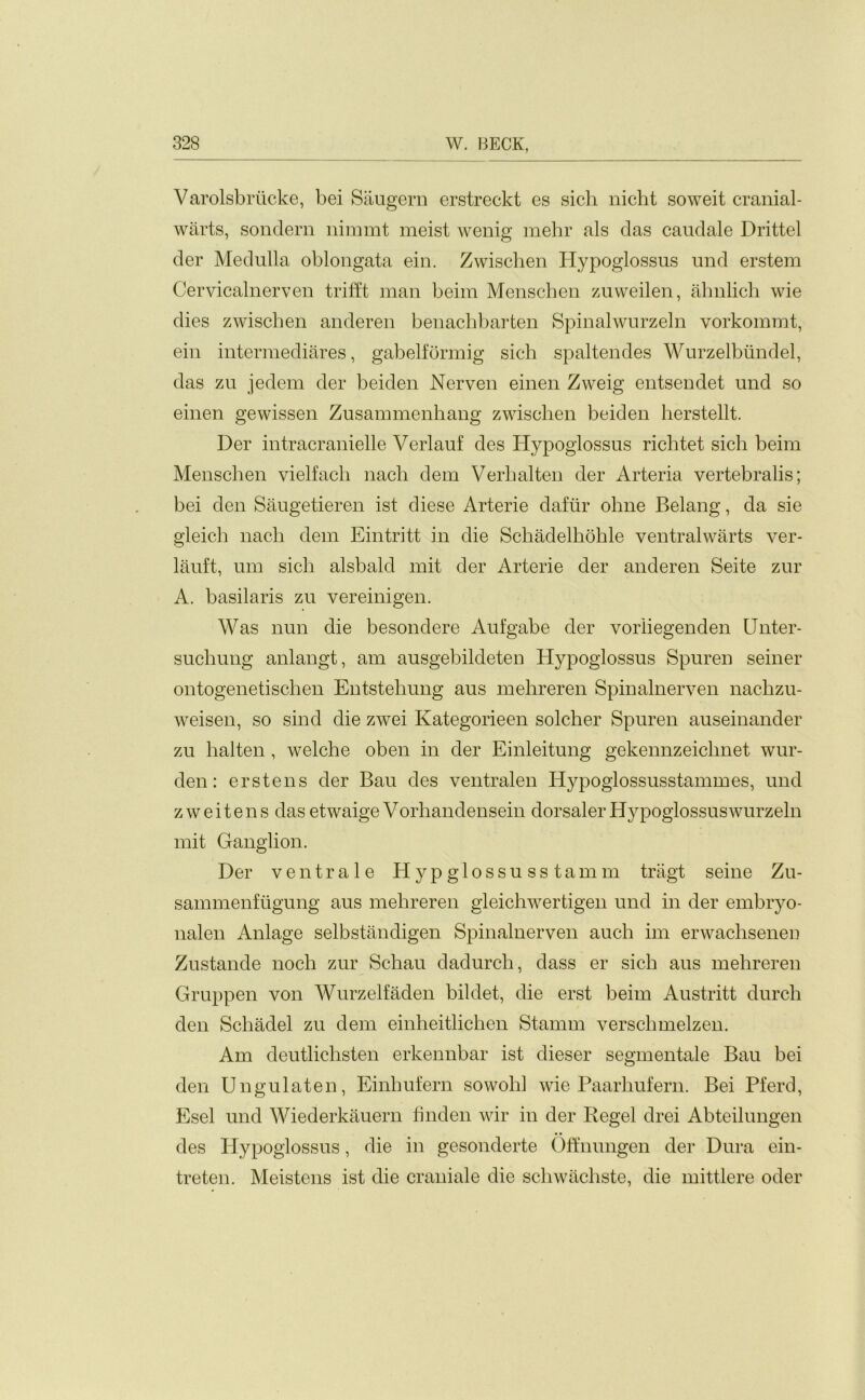 Varolsbriicke, bei Saugern erstreckt es sich nicht soweit cranial- warts, sondern nimmt meist wenig mehr als das caudale Drittel der Medulla oblongata ein. Zwischen Hypoglossus und erstem Cervicalnerven trifft man beim Menschen zuweilen, ahnlich wie dies zwischen anderen benachbarten Spinalwurzeln vorkommt, ein intermediates, gabelformig sich spaltendes Wurzelbiindel, das zu jedem der beiden Nerven einen Zweig entsendet und so einen gewissen Zusammenhang zwischen beiden herstellt. Der intracranielle Verlauf des Hypoglossus richtet sich beim Menschen vielfach nacli dem Verbal ten der Arteria vertebralis; bei den Saugetieren ist diese Arterie daftir ohne Belang, da sie gleich nach dem Eintritt in die Schadelhohle ventralwarts ver- lauft, um sich alsbald mit der Arterie der anderen Seite zur A. basilaris zu vereinigen. Was nun die besondere Aufgabe der voriiegenden Unter- suchung anlangt, am ausgebildeten Hypoglossus Spuren seiner ontogenetischen Entstehung aus mehreren Spinalnerven nachzu- weisen, so sind die zwei Kategorieen solcher Spuren auseinander zu halten , welche oben in der Einleitung gekennzeiclmet wur- den: erstens der Bau des ventralen Hypoglossusstammes, und z w e i t e n s das etwaige Vorhandensein dorsaler Hypoglossuswurzeln mit Ganglion. Der ventrale Hypglossusstamm tragt seine Zu- sammenfugung aus mehreren gleichwertigen und in der embryo- nalen Anlage selbstandigen Spinalnerven auch ini erwachseneD Zustande noch zur Schau dadurch, dass er sich aus mehreren Gruppen von Wurzelfaden bildet, die erst beim Austritt durch den Schadel zu dem einheitlichen Stamm verschmelzen. Am deutlichsten erkennbar ist dieser segmentale Bau bei den Ungulaten, Einhufern sowold wie Paarhufern. Bei Pferd, Esel und Wiederkauern finden wir in der Regel drei Abteilungen des Plypoglossus, die in gesonderte Offnungen der Dura ein- treten. Meistens ist die craniate die schwachste, die mittlere oder