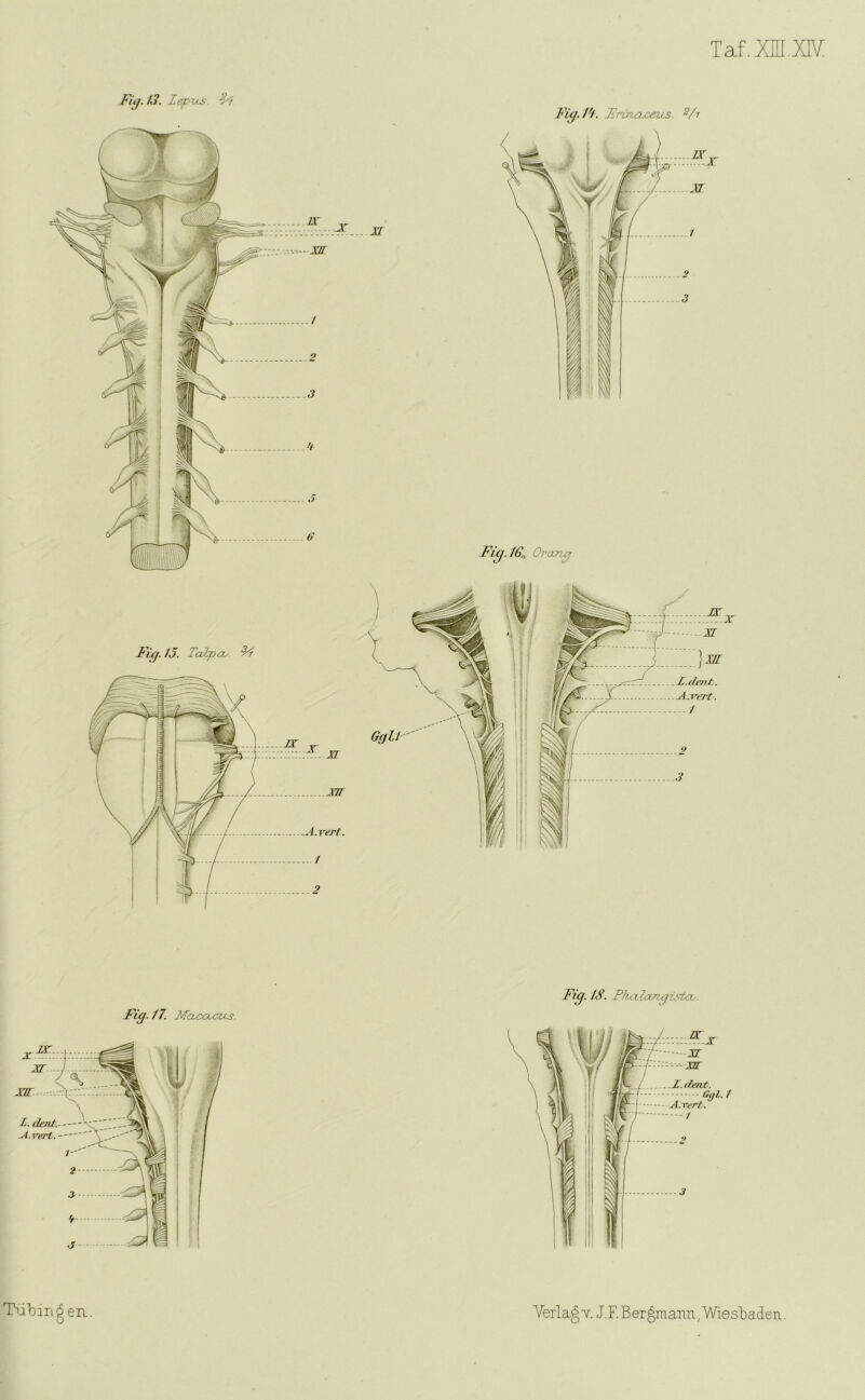 Taf.xm.xiv: Fig. 13. Zepics :Zi Fit/. I't. Eruzaxezis s/i Fit/. /£„ Grant/. Fig. 15. Talpas 95 Lr p- J .17 MI A.rert. / 2 Fig. 17. Macoccus. Fig. 18. Pkalcmgistcu.