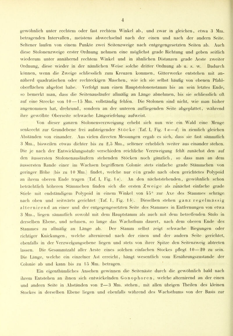 gewöhnlich unter rechtem oder fast rechtem Winkel ab, und zwar in gleichen, etwa 3 Mm. betragenden Intervallen, meistens abwechselnd nach der einen und nach der andern Seite. Seltener laufen von einem Punkte zwei Seitenzweige nach entgegengesetzten Seiten ab. Auch diese Stolonenzweige erster Ordnung nehmen eine möglichst grade Richtung und geben seitlich wiederum unter annähernd rechtem Winkel und in ähnlichen Distanzen grade Aeste zweiter Ordnung, diese wieder in der nämlichen Weise solche dritter Ordnung ab u. s. w. Dadurch können, wenn die Zweige schliesslich zum Kreuzen kommen, Gitterwerke entstehen mit an- näherd quadratischen oder rechteckigen Maschen, wie ich sie selbst häufig von ebenen Pfahl- oberflächen abgelöst habe. Verfolgt man einen Hauptstolonenstamm bis an sein letztes Ende, so bemerkt man, dass die Seitenausläufer allmälig an Länge abnehmen, bis sie schliesslich oft auf eine Strecke von 10 —15 Mm. vollständig fehlen. Die Stolonen sind nicht, wie man bisher angenommen hat, drehrund, sondern an der unteren aufliegenden Seite abgeplattet, während ihre gewölbte Oberseite schwache Längsriefelung aufweist. Von dieser ganzen Stolonenverzweigung erhebt sich nun wie ein Wald eine Menge senkrecht zur Grundebene frei aufsteigender Stöcke (Taf. I, Fig. \ a—d) in ziemlich gleichen Abständen von einander. Aus vielen directen Messungen ergab es sich, dass sie fast sämmtlich 3 Mm., bisweilen etwas dichter bis zu 2,5 Mm., seltener erheblich weiter aus einander stehen. Die je nach der Entwicklungsstufe verschieden reichliche Verzweigung fehlt zunächst den auf den äussersten Stolonenausläufern stehenden Stöcken noch gänzlich, so dass man an dem äussersten Rande einer im Wachsen begriffenen Colonie stets einfache grade Stämmchen von geringer Höhe (bis zu 10 Mm.) findet, welche nur ein grade nach oben gerichtetes Polypoid an ihrem oberen Ende tragen (Taf. I, Fig. 1a). An den nächststehenden, gewöhnlich schon beträchtlich höheren Stämmchen finden sich die ersten Zweige als zunächst einfache grade Stiele mit endständigem Polypoid in einem Winkel von 45° zur Axe des Stammes schräge nach oben und seitwärts gerichtet (Taf. I, Fig. \b). Dieselben stehen ganz regelmässig alternirend an einer und der entgegengesetzten Seite des Stammes in Entfernungen von etwa 3 Mm., liegen sämmtlich sowohl mit dem Hauptstamm als auch mit dem betreffenden Stolo in derselben Ebene, und nehmen, so lange das Wachsthum dauert, nach dem oberen Ende des Stammes zu allmälig an Länge ab. Der Stamm selbst zeigt schwache Biegungen oder richtiger Knickungen, welche alternirend nach der einen und der andern Seite gerichtet, ebenfalls in der Verzweigungsebene liegen und stets von ihrer Spitze den Seitenzweig abtreten lassen. Die Gesammtzahl aller Aeste eines solchen einfachen Stockes pflegt 10—20 zu sein. Die Länge, welche ein einzelner Ast erreicht, hängt wesentlich vom Ernährungszustände der Colonie ab und kann bis zu \ 5 Mm. betragen. Ein eigenthümliches Ansehen gewinnen die Seitenäste durch die gewöhnlich bald nach ihrem Entstehen an ihnen sich entwickelnden Gonophoren, welche alternirend an dereinen und andern Seite in Abständen von 2—3 Mm. stehen, mit allen übrigen Theilen des kleinen Stockes in derselben Ebene liegen und ebenfalls während des Wachsthums von der Basis zur