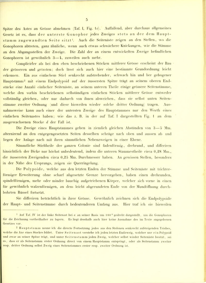 Spitze des Astes an Grösse abnehmen (Taf. I, Fig. 1c). Auffallend, aber durchaus allgemeines Gesetz ist es, dass der unterste Gonophor jedes Zweiges stets an der dem Haupt- stamm zugewandten Seite sitzt1. Auch die Seitenäste zeigen an den Stellen, wo die Gonophoren abtreten, ganz ähnliche, wenn auch etwas schwächere Knickungen, wie die Stämme an den Abgangsstellen der Zweige. Die Zahl der an einem entwickelten Zweige befindlichen Gonophoren ist gewöhnlich 3—i, zuweilen auch mehr. Complicirter als bei den eben beschriebenen Stöcken mittlerer Grösse erscheint der Bau der grösseren und grössten; doch lässt sich auch hier eine bestimmte Grundordnung leicht erkennen. Ein aus einfachem Stiel senkrecht aufstrebender, schwach hin und her gebogener Hauptstamm2 mit einem Endpolypoid auf der äussersten Spitze trägt an seinem oberen End- stücke eine Anzahl einfacher Seitenäste, an seinem unteren Theile einige grössere Seitenstämme, welche den vorhin beschriebenen selbständigen einfachen Stöcken mittlere!' Grösse entweder vollständig gleichen, oder nur dadurch von ihnen abweichen, dass sie selbst unten Seiten- stämme zweiter Ordnung (und diese bisweilen wieder solche dritter Ordnung) tragen. Aus- nahmsweise kann auch einer der untersten Zweige des Hauptstammes nur den Werth eines einfachen Seitenastes haben; wie das z. B. in der auf Taf. I dargestellten Fig. 1 an dem ausgewachsenen Stocke d der Fall ist, Die Zweige eines Hauptstammes gehen in ziemlich gleichen Abständen von 3—5 Mm. alternirend an den entgegengesetzten Seiten desselben schräge nach oben und aussen ab und liegen der Anlage nach mit ihren sämmtlichen Nebenzweigen in einer Ebene. Sämmtliche Stieltheile der ganzen Colonie sind fadenförmig, drehrund, und differiren hinsichtlich der Dicke nur höchst unbedeutend, indem die unteren Stammestheile circa 0,28 Mm., die äussersten Zweigenden circa 0,25 Mm. Durchmesser haben. An gewissen Stellen, besonders in der Nähe des Ursprungs, zeigen sie Querringelung. Die Polypoide, welche aus den letzten Enden der Stämme und Seitenäste mit trichter- förmiger Erweiterung ohne scharf abgesetzte Grenze hervorgehen, haben einen drehrunden, spindelförmigen, mehr oder minder bauchig aufgetriebenen Körper, welcher sich vorne in einen für gewöhnlich walzenförmigen, an dem leicht abgerundeten Ende von der Mundöffnung durch- bohrten Büssel fortsetzt. Sie differiren beträchtlich in ihrer Grösse. Gewöhnlich zeichnen sich die Endpolypoide der Haupt- und Seitenstamme durch bedeutenderen Umfang aus. Hier traf ich sie bisweilen 1 Auf Taf. IV ist der linke Seitenast bei a an seiner Basis um 180° gedreht dargestellt , um die Gonophoren für die Zeichnung vortheilhafter zu lagern. Es liegt desshalb auch hier keine Ausnahme des im Texte angegebenen Gesetzes vor. 2 Hauptstamm nenne ich die directe Fortsetzung jedes aus den Stolonen senkrecht aufsteigenden Triebes, welche die Axe eines Stockes bildet. Unter Seitenast verstehe ich jeden letzten Endzweig, welcher nur ein Polypoid und zwar an seiner Spitze trägt, und unter Seitenstamm jeden Zweig, welcher selbst wieder Seitenäste besitzt, sei es, dass er als Seitenstamm erster Ordnung direct von einem Hauptstamm entspringt, oder als Seitenstamm zweiter resp. dritter Ordnung selbst Zweig eines Seitenstammes erster resp. zweiter Ordnung ist.