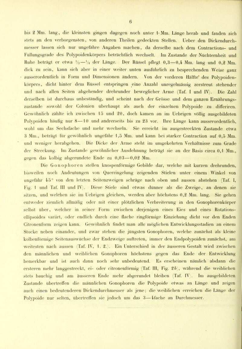 bis 2 Mm. lang, die kleinsten gingen dagegen noch unter 1 Mm. Länge herab und fanden sich stets an den verborgensten, von anderen Theilen gedeckten Stellen. Ueber den Dickendurch- messer lassen sich nur ungefähre Angaben machen, da derselbe nach dem Contractions- und Füllungsgrade des Polypoidenkörpers beträchtlich wechselt. Im Zustande der Nüchternheit und Ruhe beträgt er etwa % — % der Länge. Der Rüssel pflegt 0,3—0,4 Mm. lang und 0,2 Mm. dick zu sein, kann sich aber in einer weiter unten ausführlich zu besprechenden Weise ganz • ausserordentlich in Form und Dimensionen ändern. Von der vorderen Hälfte* des Polypoiden- körpers, dicht hinter dem Rüssel entspringen eine Anzahl unregelmässig zerstreut stehender und nach allen Seiten abgehender drehrunder beweglicher Arme (Taf. I und IV). Die Zahl derselben ist durchaus unbeständig, und scheint nach der Grösse und dem ganzen Ernährungs- zustande sowohl der Colonien überhaupt als auch der einzelnen Polypoide zu differiren. Gewöhnlich zählte ich zwischen 15 und 20, doch kamen an im Uebrigen völlig ausgebildeten Polypoiden häufig nur 8—10 und andrerseits bis zu 23 vor. Ihre Länge kann ausserordentlich, wohl um das Sechsfache und mehr wechseln. Sie erreicht im ausgestreckten Zustande etwa 3 Mm., beträgt für gewöhnlich ungefähr 1,5 Mm. und kann bei starker Gontraction auf 0,5 Mm. und weniger herabgehen. Die Dicke der Arme steht im umgekehrten Verhältnisse zum Grade der Streckung. Im Zustande gewöhnlicher Ausdehnung beträgt sie an der Basis circa 0,1 Mm., gegen das kolbig abgerundete Ende zu 0,03—0,02 Mm. Die Gonophören stellen knospenförmige Gebilde dar, welche mit kurzen drehrunden, bisweilen noch Andeutungen von Querringel ung zeigenden Stielen unter einem Winkel von ungefähr 45° von den letzten Seitenzweigen schräge nach oben und aussen abstehen (Taf. I, Fig. 1 und Taf. III und IV). Diese Stiele sind etwas dünner als die Zweige, an denen sie sitzen, und welchen sie im Uebrigen gleichen, werden aber höchstens 0,2 Mm. lang. Sie gehen entweder ziemlich allmälig oder mit einer plötzlichen Verbreiterung in den Gonophorenkörper selbst über, welcher in seiner Form zwischen derjenigen eines Eies und eines Rotations- ellipsoides variirt, oder endlich durch eine flache ringförmige Einziehung dicht vor den Enden Citronenform zeigen kann. Gewöhnlich findet man alle möglichen Entwicklungsstadien an einem Stocke neben einander, und zwar stehen die jüngsten Gonophoren, welche zunächst als kleine kolbenförmige Seitenauswüchse der Endzweige auftreten, immer den Endpolypoiden zunächst, am weitesten nach aussen (Taf. IV, 1. 2.). Ein Unterschied in der äusseren Gestalt wird zwischen den männlichen und weiblichen Gonophoren höchstens gegen das Ende der Entwicklung bemerkbar und ist auch dann noch sehr unbedeutend. Es erscheinen nämlich alsdann die ersteren mehr langgestreckt, ei- oder citronenförmig (Taf. III, Fig. 26), während die weiblichen stets bauchig und am äusseren Ende mehr abgerundet bleiben (Taf. IV). Im ausgebildeten Zustande übertreffen die männlichen Gonophoren die Polypoide etwas an Länge und zeigen auch einen bedeutenderen Dickendurchmesser als jene; die weiblichen erreichen die Länge der Polypoide nur selten, übertreffen sie jedoch um das 3—ifache an Durchmesser.