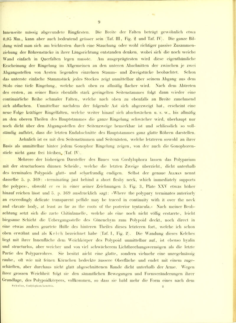 Innenseite massig abgerundete Ringfirsten. Die Brette der Falten betragt gewöhnlich etwa 0,05 Mm., kann aber auch bedeutend grösser sein (Taf. III, Fig. % und Tat'. IV). Die ganze Bil- dung wird man sich am leichtesten durch eine Stauchung oder wohl richtiger passive Zusammen- ziehung der Röhrenstücke in ihrer Längsrichtung entstanden denken, wobei sich die noch weiche Wand einfach in Querfalten legen musste. Am ausgeprägtesten wird diese eigenthümliche Erscheinung der Ringelung im Allgemeinen an den unteren Abschnitten der zwischen je zwei Ahgangsstellen von Aesten liegenden einzelnen Stamm- und Zweigstücke beobachtet. Schon das unterste einfache Stammstück jedes Stockes zeigt unmittelbar über seinem Abgang aus dem Stolo eine tiefe Ringelung, welche nach oben zu allmälig flacher wird. Nach dem Abtreten des ersten, an seiner Basis ebenfalls stark geringelten Seitenstammes folgt dann wieder eine continuirliche Reihe schmaler Falten, welche nach oben zu ebenfalls an Breite zunehmend sich abtlachen. Unmittelbar nachdem der folgende Ast sich abgezweigt hat, erscheint eine neue Folge kräftiger Ringelfalten, welche weiter hinauf sich abschwächen u. 's. w., bis allmälig an den oberen Theilen des Hauptstammes die ganze Ringelung schwächer wird, überhaupt nur noch dicht über den Abgangsstellen der Seitenzweige bemerkbar ist und schliesslich so voll- ständig aufhört, dass die letzten Endabschnitte des Hauptstammes ganz glatte Röhren darstellen. Aehnlich ist es mit den Seitenstämmen und Seitenästen, welche letzteren sowohl an ihrer Basis als unmittelbar hinter jedem Gonophor Ringelung zeigen, von der auch die Gonophoren- stiele nicht ganz frei bleiben, (Taf. IV). Mehrere der bisherigen Darsteller des Baues von Cordylophora lassen das Polyparium mit der strukturlosen dünnen Scheide, welche die letzten Zweige überzieht, dicht unterhalb des terminalen Polypoids glatt- und scharfrandig endigen. Selbst der genaue Allman nennt dasselbe 5. p. 369: »terminating just behind a short fleshy neck, which immediately Supports the polypes«, obwohl er es in einer seiner Zeichnungen 5. Fig. 3, Plate XXV etwas höher hinauf reichen lässt und 5. p. 369 ausdrücklich sagt : »Where the polypary terminates anteriorly an exceedingly delicate transparent pellide may be traced in continuity with it over the neck and clavate body, at least as far as the roots of the posterior tentacula.« Nach meiner Beob- achtung setzt sich die zarte Chitinlamelle, welche als eine noch nicht völlig erstarrte, leicht biegsame Schicht die Uebergangsstelle des Cönenchvm zum Polypoid deckt, noch direct in eine etwas anders geartete Hülle des hinteren Theiles dieses letzteren fort, welche ich schon oben erwähnt und als Kelch bezeichnet habe (Taf. I, Fig. 2). Die Wandung dieses Kelches liegt mit ihrer Innenfläche dem Weichkörper des Polypoid unmittelbar auf, ist ebenso hyalin und structurlos, aber weicher und von viel schwächerem Lichtbrechungsvermögen als die letzte Partie des Polyparrohres. Sie besitzt nicht eine glatte, sondern vielmehr eine unregelmässig rauhe, oft wie mit feinen Körnchen bedeckte äussere Oberfläche und endet mit einem zuge- schärften, aber durchaus nicht glatt abgeschnittenen Rande dicht unterhalb der Arme. Wegen ihrer grossen Weichheit folgt sie den sämmtlichen Bewegungen und Formveränderungen ihrer Grundlage, des Polypoidkörpers, vollkommen, so dass sie bald mehr die Form eines nach dem Schulze, Cordylophora lacustris. 2