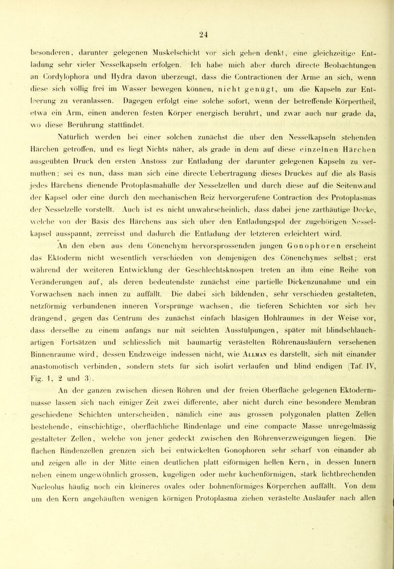 besonderen, darunter gelegenen Muskelschicht vor sich gehen denkt, eine gleichzeitige Ent- ladung sehr vieler Nesselkapseln erfolgen. Ich habe mich aber durch directe Beobachtungen an Cördylöphora und Hydra davon überzeugt, dass die Contractionen der Arme an sich, wenn diese sich völlig frei im Wasser bewegen können, nicht genügt, um die Kapseln zur Ent- leerung zu veranlassen. Dagegen erfolgt eine solche sofort, wenn der betreffende Körpertheil, etwa ein Arm, einen anderen festen Körper energisch berührt, und zwar auch nur grade da, wo diese Berührung stattfindet. Natürlich werden bei einer solchen zunächst die über den Nesselkapseln stehenden Härchen getroffen, und es liegt Nichts näher, als grade in dem auf diese einzelnen Härchen ausgeübten Druck den ersten Anstoss zur Entladung der darunter gelegenen Kapseln zu ver- muthen; sei es nun, dass man sich eine directe Uebertragung dieses Druckes auf die als Basis jedes Härchens dienende Protoplasmahülle der Nesselzellen und durch diese auf die Seitenwand der Kapsel oder eine durch den mechanischen Reiz hervorgerufene Contraction des Protoplasmas der Nesselzelle vorstellt. Auch ist es nicht unwahrscheinlich, dass dabei jene zarthäutige Decke, welche von der Basis des Härchens aus sich über den Entladungspol der zugehörigen Nessel- kapsel ausspannt, zerreisst und dadurch die Entladung der letzteren erleichtert wird. An den eben aus dem Cönenchym hervorsprossenden jungen Gonophören erscheint das Ektoderm nicht wesentlich verschieden von demjenigen des Cönenchymes selbst; erst während der weiteren Entwicklung der Geschlechtsknospen treten an ihm eine Reihe von Veränderungen auf, als deren bedeutendste zunächst eine partielle Dickenzunahme und ein Vorwachsen nach innen zu auffällt. Die dabei sich bildenden, sehr verschieden gestalteten, netzförmig verbundenen inneren Arorspriinge wachsen, die tieferen Schichten vor sich her drängend, gegen das Centruin des zunächst einfach blasigen Hohlraumes in der Weise vor, dass derselbe zu einem anfangs nur mit seichten Ausstülpungen, später mit blindschlauch- artigen Fortsätzen und schliesslich mit baumartig verästelten Röhrenausläufern versehenen Binnenraume wird, dessen Endzweige indessen nicht, wie Allman es darstellt, sich mit einander anastomotisch verbinden, sondern stets für sich isolirt verlaufen und blind endigen (Taf. IV, Fig. 1, 2 und 3). An der ganzen zwischen diesen Röhren und der freien Oberfläche gelegenen Ektoderm- masse lassen sich nach einiger Zeit zwei differente, aber nicht durch eine besondere Membran geschiedene Schichten unterscheiden, nämlich eine aus grossen polygonalen platten Zellen bestehende, einschichtige, oberflächliche Rindenlage und eine compacte Masse unregelmässig gestalteter Zellen, welche von jener gedeckt zwischen den Röhrenverzweigungen liegen. Die flachen Rindenzellen grenzen sich bei entwickelten Gonophoren sehr scharf von einander ab und zeigen alle in der Mitte einen deutlichen platt eiförmigen hellen Kern, in dessen Innern neben einem ungewöhnlich grossen, kugeligen oder mehr kuchenförmigen, stark lichtbrechenden Nucleolus häufig noch ein kleineres ovales oder bohnenförmiges Körperchen auffällt. Von dein um den Kern angehäuften wenigen körnigen Protoplasma ziehen verästelte Ausläufer nach allen