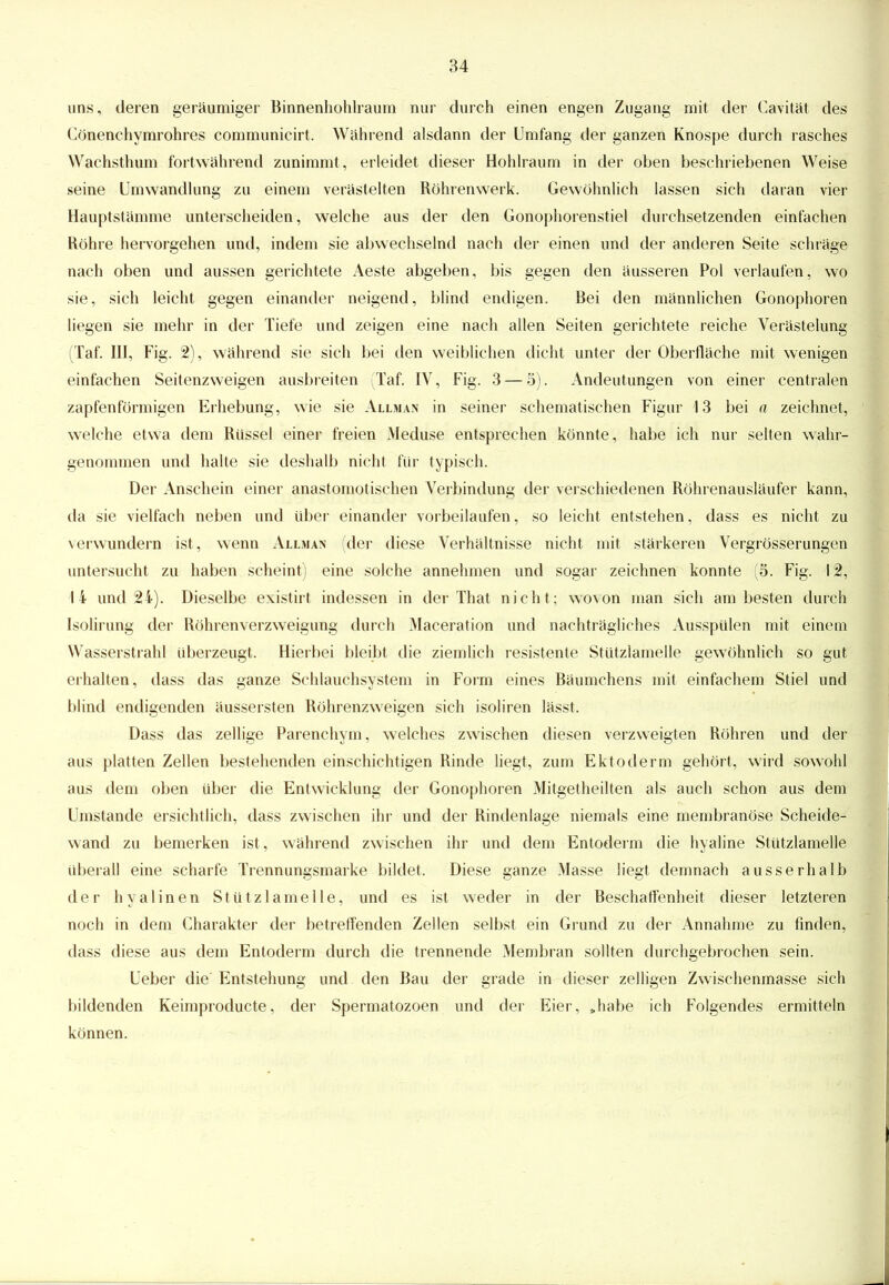 uns, deren geräumiger Binnenhohlraum nur durch einen engen Zugang mit der Cavität des Cönenehymrohres communicirt. Wahrend alsdann der Umfang der ganzen Knospe durch rasches Wachsthum fortwährend zunimmt, erleidet dieser Hohlraum in der oben beschriebenen Weise seine Umwandlung zu einem verästelten Röhrenwerk. Gewöhnlich lassen sich daran vier Hauptstämme unterscheiden, welche aus der den Gonophorenstiel durchsetzenden einfachen Röhre hervorgehen und, indem sie abwechselnd nach der einen und der anderen Seite schräge nach oben und aussen gerichtete Aeste abgeben, bis gegen den äusseren Pol verlaufen, wo sie, sich leicht gegen einander neigend, blind endigen. Bei den männlichen Gonophoren liegen sie mehr in der Tiefe und zeigen eine nach allen Seiten gerichtete reiche Verästelung (Taf. III, Fig. 2), während sie sich bei den weiblichen dicht unter der Oberfläche mit wenigen einfachen Seitenzweigen ausbreiten (Taf. IV, Fig. 3 — 5). Andeutungen von einer centralen zapfen förmigen Erhebung, wie sie Allman in seiner schematischen Figur 13 bei n zeichnet, welche etwa dem Rüssel einer freien Meduse entsprechen könnte, habe ich nur selten wahr- genommen und halte sie deshalb nicht für typisch. Der Anschein einer anastomotischen Verbindung der verschiedenen Röhrenausläufer kann, da sie vielfach neben und über einander vorbeilaufen, so leicht entstehen, dass es nicht zu verwundern ist, wenn Allman (der diese Verhältnisse nicht mit stärkeren Vergrösserungen untersucht zu haben scheint) eine solche annehmen und sogar zeichnen konnte (5. Fig. 12, 14 und 24). Dieselbe existirt indessen in der That nicht; wovon man sich am besten durch Isolirung der Röhrenverzweigung durch Maceration und nachträgliches Ausspülen mit einem Wasserstrahl überzeugt. Hierbei bleibt die ziemlich resistente Stützlamelle gewöhnlich so gut erhalten, dass das ganze Schlauchsystem in Form eines Bäumchens mit einfachem Stiel und blind endigenden äussersten Röhrenzweigen sich isoliren lässt. Dass das zellige Parenchym, welches zwischen diesen verzweigten Röhren und der aus platten Zellen bestehenden einschichtigen Rinde liegt, zum Ektoderm gehört, wird sowohl aus dem oben über die Entwicklung der Gonophoren Mitgetheilten als auch schon aus dem Umstände ersichtlich, dass zwischen ihr und der Rindenlage niemals eine membranöse Scheide- wand zu bemerken ist, während zwischen ihr und dem Entoderm die hyaline Stützlamelle überall eine scharfe Trennungsmarke bildet. Diese ganze Masse liegt demnach ausserhalb der hyalinen Stützlamelle, und es ist weder in der Beschaffenheit dieser letzteren noch in dem Charakter der betreffenden Zellen selbst ein Grund zu der Annahme zu finden, dass diese aus dem Entoderm durch die trennende Membran sollten durchgebrochen sein. Ueber die Entstehung und den Bau der grade in dieser zelligen Zwischenmasse sich bildenden Keimproducte, der Spermatozoen und der Eier, »habe ich Folgendes ermitteln können.