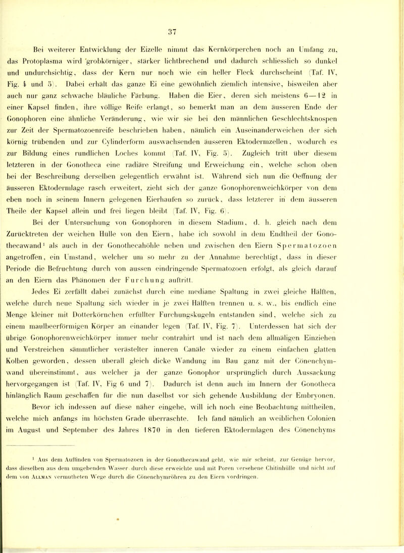 Bei weiterer Entwicklung der Eizelle nimmt das Kernkörperehen noch an Umfang zu, das Protoplasma wird 'grobkörniger, starker lichtbrechend und dadurch schliesslich so dunkel und undurchsichtig, dass der Kern nur noch wie ein heller Fleck durchscheint (Tat. IV, Fig. i und 5). Dabei erhalt das ganze Ei eine gewöhnlich ziemlich intensive, bisweilen aber auch nur ganz schwache bläuliche Färbung. Haben die Eier, deren sich meistens 6—12 in einer Kapsel finden, ihre völlige Reife erlangt, so bemerkt man an dem äusseren Ende der Gonophoren eine ähnliche Veränderung, wie wir sie bei den männlichen Geschlechtsknospen zur Zeit der Spermatozoenreife beschrieben haben, nämlich ein Auseinanderweichen der sich körnig trübenden und zur Cylinderform auswachsenden äusseren Ektodermzellen, wodurch es zur Bildung eines rundlichen Loches kommt (Taf. IV, Fig. 5). Zugleich tritt über diesem letzteren in der1 Gonotheca eine radiäre Streifung und Erweichung ein, welche schon oben bei der Beschreibung derselben gelegentlich erwähnt ist. Während sich nun die Oeffnung der äusseren Ektodermlage rasch erweitert, zieht sich der ganze Gonophorenweichkörper von dem eben noch in seinem Innern gelegenen Eierhaufen so zurück, dass letzterer in dem äusseren Theile der Kapsel allein und frei liegen bleibt (Taf. IV, Fig. 6). Bei der Untersuchung von Gonophoren in diesem Stadium, d. Ii. gleich nach dem Zurücktreten der weichen Hülle von den Eiern, habe ich sowohl in dem Endtheil der Gono- thecawand1 als auch in der Gonothecahöhle neben und zwischen den Eiern Spermatozoon angetroffen, ein Umstand, welcher um so mehr zu der Annahme berechtigt, dass in dieser Periode die Befruchtung durch von aussen eindringende Spermatozoon erfolgt, als gleich darauf an den Eiern das Phänomen der Furchung auftritt. Jedes Ei zerfällt dabei zunächst durch eine mediane Spaltung in zwei gleiche Hälften, welche durch neue Spaltung sich wieder in je zwei Hälften trennen u. s. w.. bis endlich eine Menge kleiner mit Dotterkörnchen erfüllter Furchungskugeln entstanden sind, welche sich zu einem maulbeerförmigen Körper an einander legen (Taf. IV, Fig. 7). Unterdessen hat sich der übrige Gonophorenweichkörper immer mehr contrahirt und ist nach dem allmäligen Einziehen und Verstreichen sämmtlicher verästelter inneren Canäle wieder zu einem einfachen glatten Kolben geworden, dessen überall gleich dicke Wandung im Bau ganz mit der Cönenchym- wand übereinstimmt, aus welcher ja der ganze Gonophor ursprünglich durch Aussackung hervorgegangen ist (Taf. IV, Fig 6 und 7). Dadurch ist denn auch im Innern der Gonotheca hinlänglich Raum geschaffen für die nun daselbst vor sich gehende Ausbildung der Embryonen. Bevor ich indessen auf diese näher eingehe, will ich noch eine Beobachtung mittheilen, welche mich anfangs im höchsten Grade überraschte. Ich fand nämlich an weiblichen Colonien im August und September des Jahres 1870 in den tieferen Ektodermlagen des Gönenchyms 1 Aus dem Auffinden von Sperniafozoen in der Gonothecawand geht, wie mir scheint, zur Genüge hervor, dass dieselben aus dem umgebenden Wasser durch diese erweichte und mit Poren versehene Chitinhülle und nicht auf dem von Allman vermutheten Wege durch die Cönenchymröhren zu den Eiern vordringen.
