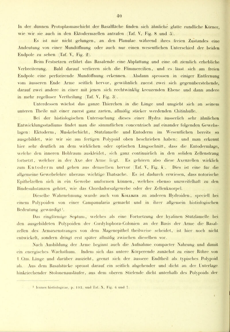 In der dünnen Protoplasmaschicht der Basaltische rinden sich ähnliche glatte rundliche Körner, wie wir sie auch in den Ektodermzellen antrafen (Taf. V, Fig. 8 und 5). Es ist mir nicht gelungen, an den Planulae während ihres freien Zustandes eine Andeutung von einer Mundöfl'nung oder auch nur einen wesentlichen Unterschied der beiden Endpole zu sehen (Taf. V, Fig. 2). Beim Festsetzen erfährt das Basalende eine Abplattung und eine oft ziemlich erhebliche Verbreiterung. Bald darauf verlieren sich die Flimmercilien, und es lässt sich am freien Endpole eine perforirende Mundöffnüng erkennen. Alsdann sprossen in einiger Entfernung vom äusseren Ende Anne seitlich hervor, gewöhnlich zuerst zwei sich gegenüberstehende, darauf zwei andere in einer mit jenen sich rechtwinklig kreuzenden Ebene und dann andere in mehr regelloser Vertheilung (Taf. V, Fig. 3). Unterdessen wächst das ganze Thierchen in die Länge und umgiebt sich an seinem unteren Theile mit einer zuerst ganz zarten, allmälig stärker werdenden Chitinhülle. Bei der histiologischen Untersuchung dieses einer Hydra äusserlich sehr ähnlichen Entwicklungsstadiums findet man die sämmtlichen concentrisch auf einander folgenden Gewebs- lagen: Ektoderm, Muskelschicht , Stützlamelle und Entoderm im Wesentlichen bereits so ausgebildet, wie wir sie am fertigen Polypoid oben beschrieben haben; und man erkennt hier sehr deutlich an dem wirklichen oder optischen Längsschnitt, dass die Entodermlage, welche den inneren Hohlraum auskleidet, sich ganz continuiilich in den soliden Zellenstrang fortsetzt, welcher in der Axe der Arme liegt. Es gehören also diese Axenzellen wirklich zum Entoderm und gehen aus demselben hervor (Taf. V, Fig. 4). Dies ist eine für die allgemeine Gewebelehre überaus wichtige Thatsache. Es ist dadurch erwiesen, dass notorische Epithelzellen sich in ein Gewebe umformen können, welches ebenso unzweifelhaft zu den Bindesubstanzen gehört, wie das Chordadorsalgewebe oder der Zellenknorpel. Dieselbe Wahrnehmung wurde auch von Kolliker an anderen Hydroiden, speciell bei einem Polypoiden von einer Campanularia gemacht und in ihrer allgemein histiologischen Bedeutung gewürdigt'. Das ringförmige Septum, welches als eine Fortsetzung der hyalinen Stützlamelle bei den ausgebildeten Polypoiden der Cordylophora-Colonien an der Basis der Arme die Basal- zellen des Armaxenstranges von dem Magenepithel theilweise scheidet, ist hier noch nicht entwickelt, sondern dringt erst später allmälig zwischen dieselben vor. Nach Ausbildung der Arme beginnt auch die Aufnahme compacter Nahrung und damit ein energisches Wachsthum. Indem sich das untere Körperende zunächst zu einer Röhre von 1 Ctm. Länge und darüber auszieht , grenzt sich der äussere Endtheil als typisches Polypoid ab. Aus dem Basalstücke sprosst darauf ein seitlich abgehender und dicht an der Unterlage hinkriechender Stolonenausläufer, aus dem oberen Stielende dicht unterhalb des Polypoids der 1 Icones histiologicae, p. 102, und Taf. X, Fig. 6 und 7.