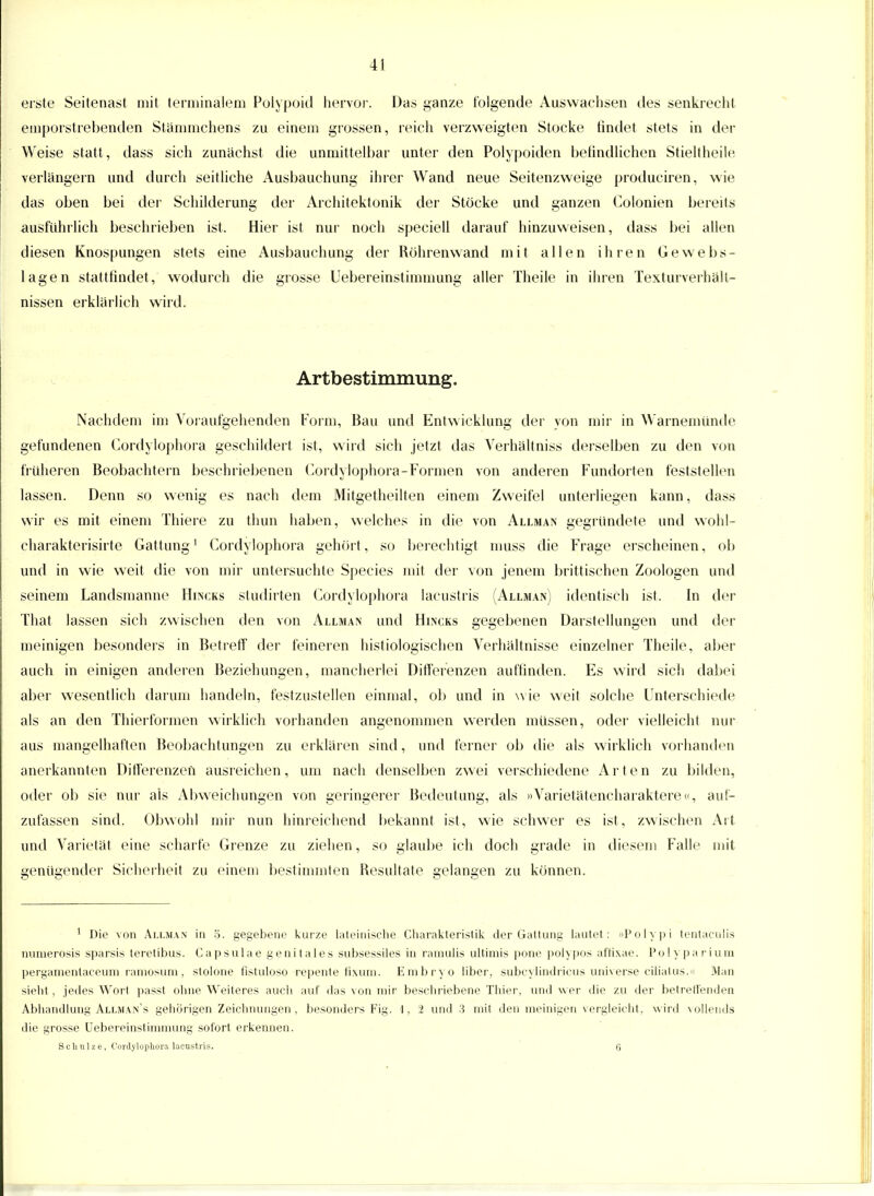 erste Seitenast mit terminalem Polypoid hervor. Das ganze folgende Auswachsen des senkrecht emporstrebenden Stämmchens zu einein grossen, reich verzweigten Stocke tindet stets in der Weise statt, dass sich zunächst die unmittelbar unter den Polypoiden befindlichen Stieltheile verlängern und durch seitliche Ausbauchung ihrer Wand neue Seitenzweige produciren, wie das oben bei der Schilderung der Architektonik der Stöcke und ganzen Colonien bereits ausführlich beschrieben ist. Hier ist nur noch speciell darauf hinzuweisen, dass bei allen diesen Knospungen stets eine Ausbauchung der Röhrenwand mit allen ihren Gewebs- lagen stattfindet, wodurch die grosse Uebereinstimmung aller Theile in ihren Texturverhält- nissen erklärlich wird. Artbestimmung. Nachdem im Voraufgellenden Form, Bau und Entwicklung der von mir in Warnemünde gefundenen Cordylophora geschildert ist, wird sich jetzt das Yerhaltniss derselben zu den von früheren Beobachtern beschriebenen Cordylophora-Formen von anderen Fundorten feststellen lassen. Denn so wenig es nach dem Mitgetheilten einem Zweifel unterliegen kann, dass wir es mit einem Thiere zu thun haben, welches in die von Allman gegründete und wohl- charakterisirte Gattung1 Cordylophora gehört, so berechtigt muss die Frage erscheinen, ob und in wie weit die von mir untersuchte Species mit der von jenem brittischen Zoologen und seinem Landsmanne Hincks studirten Cordylophora lacustris (Allman) identisch ist. In der That lassen sich zwischen den von Allman und Hincks gegebenen Darstellungen und der meinigen besonders in Betreff der feineren histiologischen Verhältnisse einzelner Theile, aber auch in einigen anderen Beziehungen, mancherlei Differenzen auffinden. Es wird sich dabei aber wesentlich darum handeln, festzustellen einmal, ob und in wie weit solche Unterschiede als an den Thierformen wirklich vorhanden angenommen werden müssen, oder vielleicht nur aus mangelhaften Beobachtungen zu erklären sind, und ferner ob die als wirklich vorhanden anerkannten Differenzen ausreichen, um nach denselben zwei verschiedene Arten zu bilden, oder ob sie nur als Abweichungen von geringerer Bedeutung, als »Varietätencharaktere«, auf- zufassen sind. Obwohl mir nun hinreichend bekannt ist, wie schwer es ist, zwischen Art und Varietät eine scharfe Grenze zu ziehen, so glaube ich doch grade in diesem Falle mit genügender Sicherheit zu einem bestimmten Resultate gelangen zu können. 1 Die von Allman in 5. gegebene kurze lateinische Charakteristik der Gattung lautet: »Polypi tentaculis nunierosis sparsis teretibus. Capsulae genitales subsessiles in ramulis ultimis pone polypös affixae. Polyparium pergamenlaceum.ramosum, stolone fistuloso repente fixum. Embryo Uber, subcylindricus universe cilialus.« Man sieht, jedes Wort passt ohne Weiteres auch auf das von mir beschriebene Thier, und wer ilie zu der betreffenden Abhandlung Allman's gehörigen Zeichnungen, besonders Fig. 1, 2 und 3 mit den meinigen vergleicht, wird vollends die grosse Uebereinstimmung sofort erkennen. Schulze, Cordylophora lacustris. (1