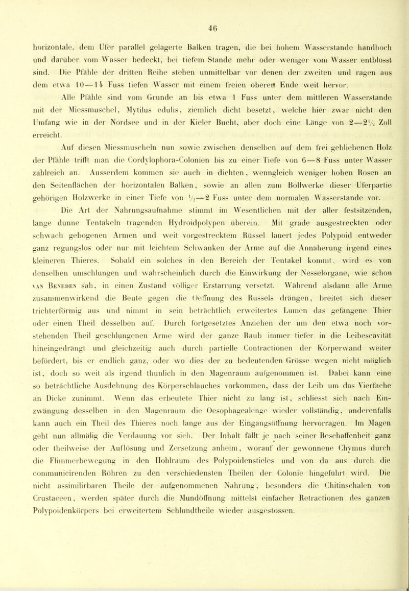 horizontale, dem Ufer parallel gelagerte Balken tragen, die bei hohem Wasserstande handhoch und darüber vom Wasser bedeckt, bei tiefem Stande mehr oder weniger vom Wasser entblösst sind. Die Pfähle der dritten Reihe stehen unmittelbar vor denen der zweiten und ragen aus dem etwa 10 —14 Fuss tiefen Wasser mit einem freien oberen Ende weit hervor. Alle Pfähle sind vom Grunde an bis etwa 1 Fuss unter dem mittleren Wasserstande mit der Miessmuschel, Mytilus edulis, ziemlich dicht besetzt, welche hier zwar nicht den Umfang wie in der Nordsee und in der Kieler Bucht, aber doch eine Länge von 2—2y2 Zoll erreicht. Auf diesen Miessmuscheln nun sowie zwischen denselben auf dem frei gebliebenen Holz der Pfähle trifft man die Cordylophora-Colonien bis zu einer Tiefe von 6—8 Fuss unter Wasser zahlreich an. Ausserdem kommen sie auch in dichten, wenngleich weniger hohen Rosen an den Seitenflächen der horizontalen Balken, sowie an allen zum Bollwerke dieser Uferpartie gehörigen Holzwerke in einer Tiefe von y2—2 Fuss unter dem normalen Wasserstande vor. Die Art der Nahrungsaufnahme stimmt im Wesentlichen mit der aller festsitzenden, lange dünne Tentakeln tragenden Hydroidpolypen Uberein. Mit grade ausgestreckten oder schwach gebogenen Armen und weit vorgestrecktem Rüssel lauert jedes Polypoid entweder ganz regungslos oder nur mit leichtem Schwanken der Arme auf die Annäherung irgend eines kleineren Thieres. Sobald ein solches in den Bereich der Tentakel kommt, wird es von denselben umschlungen und wahrscheinlich durch die Einwirkung der Nesselorgane, wie schon van Beneden sah, in einen Zustand völliger Erstarrung versetzt. Während alsdann alle Arme zusammenwirkend die Beute gegen die Oeffnung des Rüssels drängen, breitet sich dieser trichterförmig aus und nimmt in sein beträchtlich erweitertes Lumen das gefangene Thier oder einen Theil desselben auf. Durch fortgesetztes Anziehen der um den etwa noch vor- stehenden Theil geschlungenen Arme wird der ganze Raub immer tiefer in die Leibescavität hineingedrängt und gleichzeitig auch durch partielle Contractionen der Körperwand weiter befördert, bis er endlich ganz, oder wo dies der zu bedeutenden Grösse wegen nicht möglich ist, doch so weit als irgend thunlich in den Magenraum aufgenommen ist. Dabei kann eine so beträchtliche Ausdehnung des Körperschlauches vorkommen, dass der Leib um das Vierfache an Dicke zunimmt. Wenn das erbeutete Thier nicht zu lang ist, schliesst sich nach Ein- zwängung desselben in den Magenraum die Oesophagealenge wieder vollständig, anderenfalls kann auch ein Theil des Thieres noch lange aus der Eingangsöffnung hervorragen. Im Magen geht nun allmälig die Verdauung vor sich. Der Inhalt fällt je nach seiner Beschaffenheit ganz oder theilweise der Auflösung und Zersetzung anheim, worauf der gewonnene Chymus durch die Flimmerbewegung in den Hohlraum des Polypoidenstieles und von da aus durch die communicirenden Röhren zu den verschiedensten Theilen der Colonie hingeführt wird. Die nicht assimilirbaren Theile der aufgenommenen Nahrung, besonders die Chitinschalen von Crustaceen, werden später durch die Mundöffnung mittelst einfacher Retractionen des ganzen Polypoidenkörpers bei erweitertem Schlundtheile wieder ausgestossen.