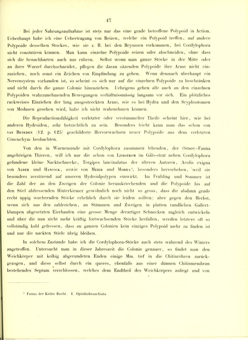 Bei jeder Nahrungsaufnahme ist stets nur das eine grade betroffene Polypoid in Action. Ueberhaupt habe ich eine Leberträgung von Reizen, welche ein Polypoid treffen, auf andere Polypoide desselben Stockes, wie sie z. B. hei den Bryozoen vorkommen, bei Cordylophora nicht constatiren können. Man kann einzelne Polypoide reizen oder abschneiden, ohne dass sich die benachbarten auch nur rühren. Selbst wenn man ganze Stöcke in der Mitte oder an ihrer Wurzel durchschneidet, pflegen die daran sitzenden Polypoide ihre Arme nicht ein- zuziehen, noch sonst ein Zeichen von Empfindung zu geben. Wenn demnach überhaupt ein Nervensystem vorhanden ist, so scheint es sich nur auf die einzelnen Polypoide zu beschranken und nicht durch die ganze Colonie hinzuziehen. Uebrigens gehen alle auch an den einzelnen Polypoiden wahrzunehmenden Bewegungen verhaltnissmässig langsam vor sich. Ein plötzliches ruckweises Einziehen der lang ausgestreckten Arme, wie es bei Hydra und den Scyphostomen von Medusen gesehen wird, habe ich nicht wahrnehmen können. Die Reproductionsfähigkeit verletzter oder verstümmelter Theile scheint hier, wie bei anderen Hydroiden, sehr betrachtlich zu sein. Besonders leicht kann man das schon von van Beneden (12. p. 125) geschilderte Hervorwachsen neuer Polypoide aus dem verletzten Cönenchym beobachten. Von den in Warnemünde mit Cordylophora zusammen lebenden, der Ostsee-Fauna angehörigen Thieren, will ich nur die schon von Lindstrom im Gälo-strat neben Cordylophora gefundene kleine Nacktschnecke, Tergipes lancinulatus der älteren Autoren, Aeolis exigua von Alder und Hancock, sowie von Meier und Möbius1, besonders hervorlieben, 'weil sie besonders zerstörend aaf unseren Hydroidpolypen einwirkt. Im Frühling und Sommer ist die Zahl der an den Zweigen der Colonie herumkriechenden und die Polypoide bis auf den Stiel abfressenden Hinterkiemer gewöhnlich noch nicht so gross, dass die alsdann grade recht üppig wuchernden Stöcke erheblich durch sie leiden sollten; aber gegen den Herbst, wenn sich aus den zahlreichen, an Stammen und Zweigen in platten rundlichen Gallert- klumpen abgesetzten Eierhaufen eine grosse Menge derartiger Schnecken zugleich entwickeln und Uber die nun nicht mehr kraftig fortwachsenden Stöcke herfallen, werden letztere oft so vollständig kahl gefressen, dass an ganzen Colonien kein einziges Polypoid mehr zu finden ist und nur die nackten Stiele übrig bleiben. In solchem Zustande habe ich die Cordylophora-Stöcke auch stets während des Winters angetroffen. Untersucht man in dieser Jahreszeit die Colonie genauer, so findet man den Weichkörper mit kolbig abgerundeten Enden einige Mm. tief in die Chitinröhren zurück- gezogen, und diese selbst durch ein queres, ebenfalls aus einer dünnen Chitinmembran 0 bestehendes Septum verschlossen, welches dem Endtheil des Weichkörpers anliegt und von Fauna der Kieler Bucht. I. Opistliobranchiata.