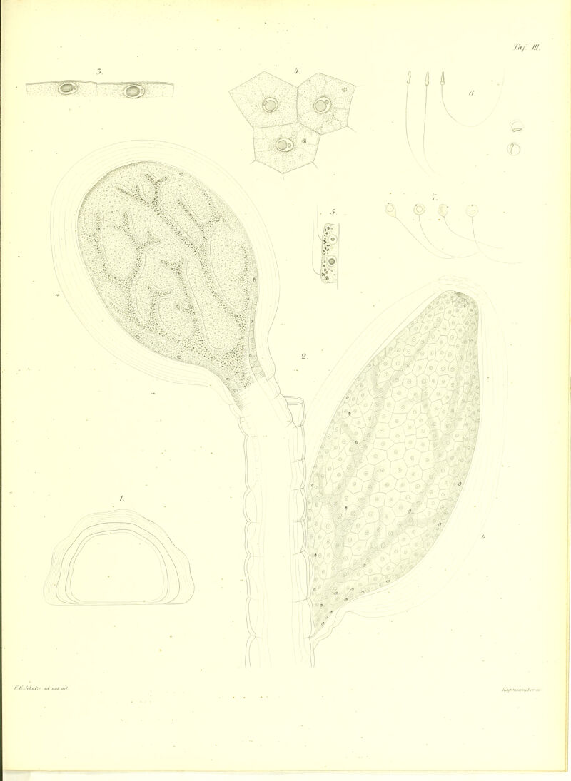 F.MSduäle ad lurf. M.