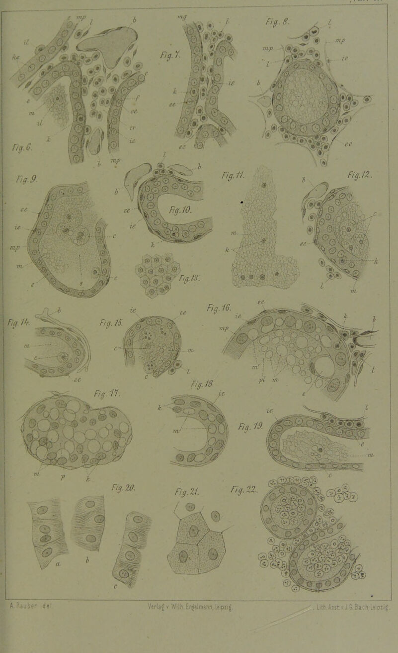 A. Räuber d* Verlag r Wi.‘h Engelmann. Leipzig . Lith.Arsr.vj.5.Bach. Leipzig.