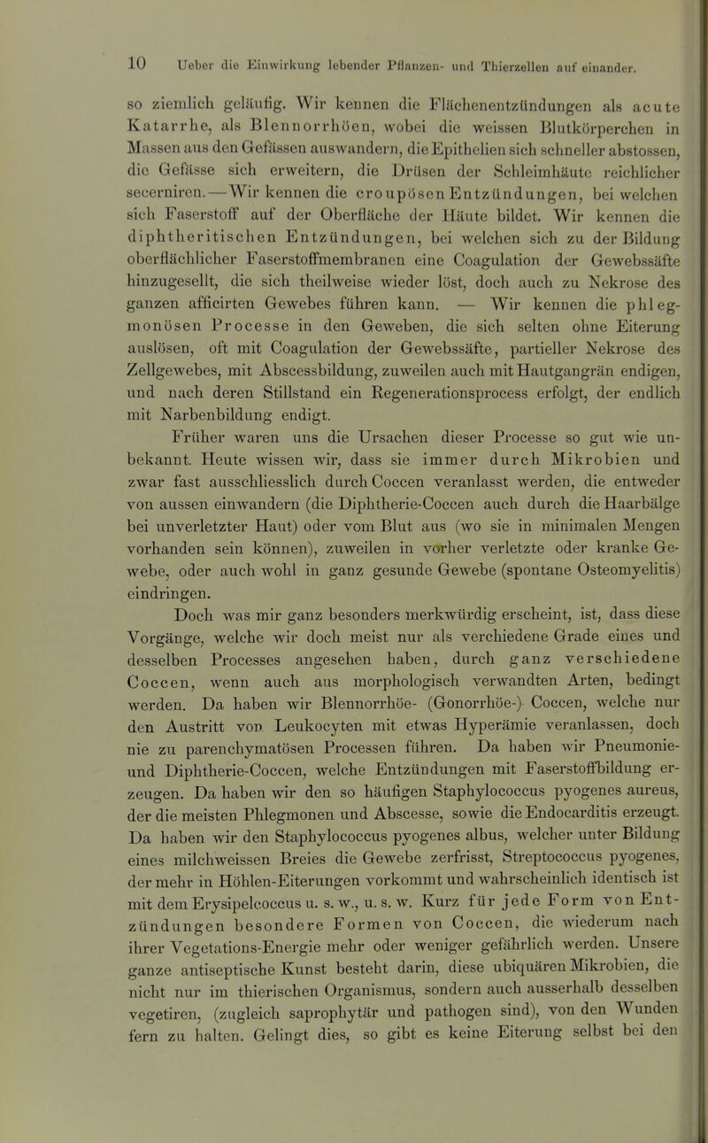 SO ziemlich geläufig. Wir kennen die Flächenentzündungen als acute Katarrhe, als Blennorrhöen, wobei die weissen Blutkörperchen in Massen aus den Gefässen auswandern, die Epithclien sich schneller abstossen, die Gefässe sich erweitern, die Drüsen der Schleimhäute reichlicher secerniren.—Wir kennen die croupösenEntzündungen, bei welchen sich Faserstoff auf der Oberfläche der Häute bildet. Wir kennen die diphtheritischen Entzündungen, bei welchen sich zu der Bildung oberflächlicher Faserstoffmembranen eine Coagulation der Gewebssäfte hinzugesellt, die sich theilweise wieder löst, doch auch zu Nekrose des ganzen afficirten Gewebes führen kann. — Wir kennen die phleg- monösen Processe in den Geweben, die sich selten ohne Eiterung auslösen, oft mit Coagulation der Gewebssäfte, partieller Nekrose des Zellgewebes, mit Abscessbildung, zuweilen auch mit Hautgangrän endigen, und nach deren Stillstand ein Regenerationsprocess erfolgt, der endlich mit Narbenbildung endigt. Früher waren uns die Ursachen dieser Processe so gut wie un- bekannt. Heute wissen wir, dass sie immer durch Mikrobien und zwar fast ausschliesslich durch Coccen veranlasst werden, die entweder von aussen einwandern (die Diphtherie-Coccen auch durch die Haarbälge bei unverletzter Haut) oder vom Blut aus (wo sie in minimalen Mengen vorhanden sein können), zuweilen in vorher verletzte oder kranke Ge- webe, oder auch wohl in ganz gesunde Gewebe (spontane Osteomyelitis) eindi'ingen. Doch was mir ganz besonders merkwürdig erscheint, ist, dass diese Vorgänge, welche wir doch meist nur als verchiedene Grade eines und desselben Processes angesehen haben, durch ganz verschiedene Coccen, wenn auch aus morphologisch verwandten Arten, bedingt werden. Da haben wir Blennorrhöe- (Gonorrhöe-) Coccen, welche nur den Austritt von Leukocyten mit etwas Hyperämie veranlassen, doch nie zu parenchymatösen Processen führen. Da haben wir Pneumonie- und Diphtherie-Coccen, welche Entzündungen mit Faserstoffbildung er- zeugen. Da haben wir den so häufigen Staphylococcus pyogenes aureus, der die meisten Phlegmonen und Abscesse, sowie die Endocarditis erzeugt. Da haben wir den Staphylococcus pyogenes albus, welcher unter Bildung eines milchweissen Breies die Gewebe zerfrisst, Streptococcus pyogenes, der mehr in Höhlen-Eiterungen vorkommt und wahrscheinlich identisch ist mit dem Erysipelcoccus u. s.w., u. s. w. Kurz für jede Form von Ent- zündungen besondere Formen von Coccen, die wiederum nach ihrer Vegetations-Energie mehr oder weniger gefährlich werden. Unsere ganze antiseptische Kunst besteht darin, diese ubiquären Mikrobien, die nicht nur im thierischen Organismus, sondern auch ausserhalb desselben vegetiren, (zugleich saprophytär und pathogen sind), von den Wunden fern zu halten. Gelingt dies, so gibt es keine Eiterung selbst bei den