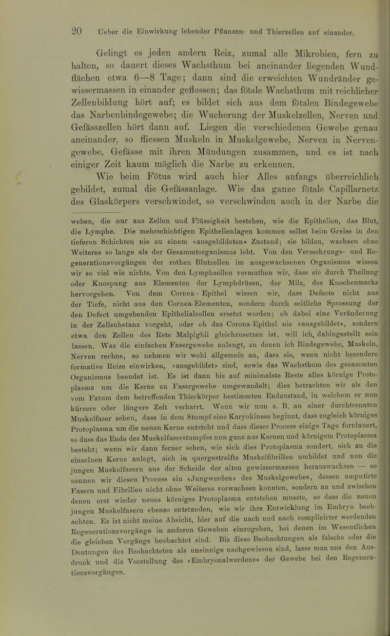 Gelingt es jeden andern Reiz, zumal alle Mikrobien, fern zu halten, so dauert dieses Waclisthum bei aneinander liegenden Wund- flächen etwa 6—8 Tage; dann sind die erweichten Wundränder gf- wissermassen in einander geflossen; das fötale Wachsthum mit reichliche)- Zellenbildung hört auf; es bildet sich aus dem fötalen Bindegewebe das Narbenbindegewebe; die Wucherung der Muskelzellen, Nerven und Gefässzellen hört dann auf. Liegen die verschiedenen Gewebe genau aneinander, so fliessen Muskeln in Muskelgewebe, Nerven in Nerven- gewebe, Gefässe mit ihren Mündungen zusammen, und es ist nacli einiger Zeit kaum möglich die Narbe zu erkennen. Wie beim Fötus wird auch hier Alles anfangs überreichlicli gebildet, zumal die Gefässanlage. Wie das ganze fötale Capillarnet/. des Glaskörpers verschwindet, so verschwinden auch in der Narbe di(' weben, die nur aus Zellen und Flüssigkeit bestehen, wie die Epithelien, das Blut, die Lymphe. Die mehrschichtigen Epithelienlagen kommen selbst beim Greise in den tieferen Schichten nie zu einem «ausgebildeten> Zustand; sie bilden, wachsen ohne Weiteres so lange als der Gesammtorganismus lebt. Von den Vermehrungs- und Re- generationsvorgängen der rothen Blutzellen im ausgewachsenen Organismus wissen wir so viel wie nichts. Von den Lymphzellen vermuthen wir, dass sie durch Theilunir oder Knospung aus Elementen der Lymphdrüsen, der Milz, des Knochenmarks hervorgehen. Von dem Cornea - Epithel wissen wir, dass Defecte nicht aus der Tiefe, nicht aus den Cornea-Elementen, sondern durch seitliche Sprossung der den Defect umgebenden Epithelialzellen ersetzt werden; ob dabei eine Veränderunp in der Zellsubstanz vorgeht, oder ob das Corona-Epithel nie «ausgebildet», sondern etwa den Zellen des Rete Malpighii gleichzusetzen ist, will ich, dahingestellt sein lassen. Was die einfachen Fasergewebe anlangt, zu denen ich Bindegewebe, Muskeln. Nerven rechne, so nehmen wir wohl allgemein an, daps sie, wenn nicht besondere formative Reize einwirken, «ausgebildet» sind, sowie das Wachsthura des gesammten Organismus beendet ist. Es ist dann bis auf minimalste Reste alles körnige Proto- plasma um die Kerne zu Fasergewebe umgewandelt; dies betrachten wir als den vom Fatum dem betreffenden Thierkörper bestimmten Endzustand, in welchem er nun kürzere oder längere Zeit verharrt. Wenn wir nun z. B. an einer durchtrennten Muskelfaser sehen, dass in dem Stumpf eine Karyokinese beginnt, dass zugleich körniges Protoplasma um die neuen Kerne entsteht und dass dieser Process einige Tage fortdauert, so dass das Ende des Muskelfaserstumpfes nun ganz aus Kernen und körnigem Protoplasma besteht; wenn wir dann ferner sehen, wie sich dies Protoplasma sondert, sich an die einzelnen Kerne anlegt, sich in quergestreifte MuskelfibriUen umbildet und nun die jungen Muskelfasern aus der Scheide der alten gewissermassen herauswachsen — so nennen wir diesen Process ein «Jungwerden» des Muskelgewebes, dessen amputirte Fasern und Fibrillen nicht ohne Weiteres vorwachsen konnten, sondern an und zwischen denen erst wieder neues körniges Protoplasma entstehen musste, so dass die neuen jungen Muskelfasern ebenso entstanden, wie wir ihre Entwicklung im Embryo beob- achten. Es ist nicht meine Absicht, hier auf die nach und nach complicirter werdenden Regenerationsvorgänge in anderen Geweben einzugehen, bei denen im Wesentlichen die gleichen Vorgänge beobachtet sind. Bis diese Beobachtungen als falsche oder die Deutungen des Beobachteten als unsinnige nachgewiesen sind, lasse man uns den Aus- druck und die Vorstellung des «Erabryonalwerdens» der Gewebe bei den Regenera- tionsvorgängen.