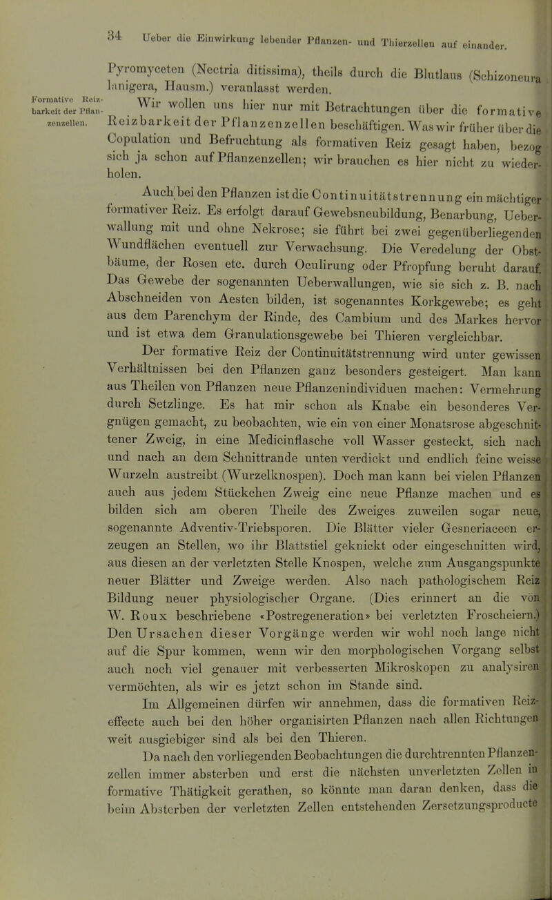 Pyromyceten (Nectria ditissima), theils durch die Blutlaus (Schizoneura lanigera, Hausra.) veranlasst werden. _j LTcuderp'l.a«' . '^^ l^^r nur mit Betrachtungen über die formativP zenzeiien. Reizbarkeit der Pflanzenzellen beschäftigen. Was wir früher über die Copulation und Befruchtung als formativen Reiz gesagt haben, bezog sich ja schon auf Pflanzenzellen; wir brauchen es hier nicht zu wieder- holen. Auch;bei den Pflanzen istdie Continuitätstrennung einmächtiger formativer Reiz. Es erfolgt darauf Gewebsneubildung, Benarbung, Ueber- wallung mit und ohne Nekrose; sie führt bei zwei gegenüberliegenden Wundflächen eventuell zur Verwachsung. Die Veredelung der Obst- bäume, der Rosen etc. durch Oculirung oder Pfropfung beruht darauf. Das Gewebe der sogenannten Ueberwallungen, wie sie sich z. B. naeh Abschneiden von Aesten bilden, ist sogenanntes Korkgewebe; es geht aus dem Parenchym der Rinde, des Cambium und des Markes hervor und ist etwa dem Granulationsgewebe bei Thieren vergleichbar. Der formative Reiz der Continuitätstrennung wird unter gewissen Verhältnissen bei den Pflanzen ganz besonders gesteigert. Man kann aus Theilen von Pflanzen neue Pflanzenindividuen machen: Vermehrung durch Setzlinge. Es hat mir schon als Knabe ein besonderes Ver- gnügen gemacht, zu beobachten, wie ein von einer Monatsrose abgeschnit- tener Zweig, in eine Medicinflasche voll Wasser gesteckt, sich nach und nach an dem Schnittrande unten verdickt und endhch feine weisse Wurzeln austreibt (Wurzelknospen). Doch man kann bei vielen Pflanzen auch aus jedem Stückchen Zweig eine neue Pflanze machen und es bilden sich am oberen Theile des Zweiges zuweilen sogar neue, sogenannte Adventiv-Triebsporen. Die Blätter vieler Gesneriaceen ei-- zeugen an Stellen, wo ihr Blattstiel geknickt oder eingeschnitten wird, aus diesen an der verletzten Stelle Knospen, welche zum Ausgangspunkte neuer Blätter und Zweige werden. Also nach pathologischem Reiz Bildung neuer physiologischer Organe. (Dies erinnert an die von W. Roux beschriebene <Postregeneration» bei verletzten Froscheiem.) Den Ursachen dieser Vorgänge werden wir wohl noch lange niclit auf die Spur kommen, wenn wir den morphologischen Vorgang selbst auch noch viel genauer mit verbesserten Mikroskopen zu analysircii vermöchten, als wir es jetzt schon im Stande sind. Im Allgemeinen dürfen wir annehmen, dass die formativen Reiz- effecte auch bei den höher organisirten Pflanzen nach aflen Richtungen weit ausgiebiger sind als bei den Thieren. Da nach den vorliegenden Beobachtungen die durchtrennten Pflanzen- zellen immer absterben und erst die nächsten unverletzten Zellen in formative Thätigkeit gerathen, so könnte man daran denken, dass die beim Absterben der verletzten Zellen entstehenden Zersetzungsproducte