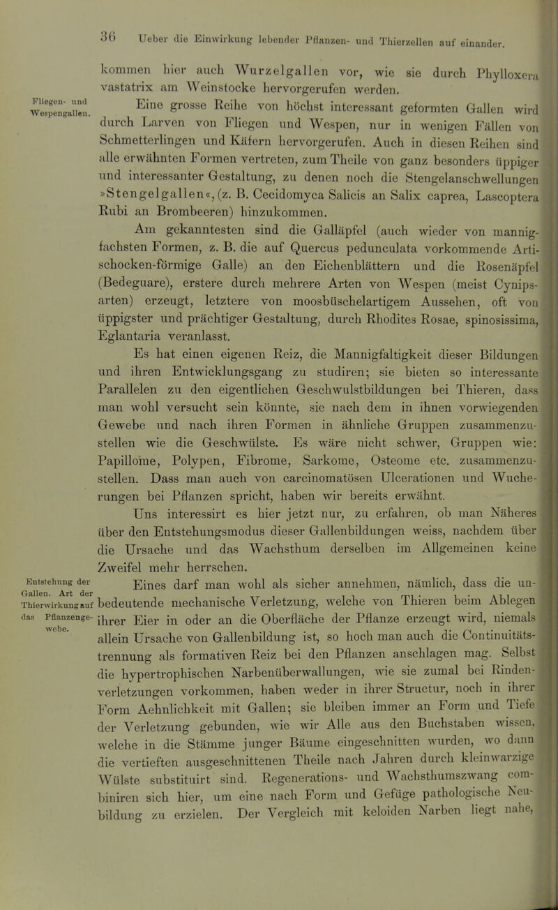 Fliegen- und Wespengallen. kommen hier auch Wurzelgallen vor, wie sie durch Phylloxera vastatrix am Wein stocke hervorgerufen werden. Eine grosse Reihe von höchst interessant geformten Gallen wird durch Larven von Fliegen und Wespen, nur in wenigen Fällen von Schmetterlingen und Käfern hervorgerufen. Auch in diesen Reihen sind alle erwähnten Formen vertreteo, zum Theile von ganz besonders üppigei- und interessanter Gestaltung, zu denen noch die Stengelanschwellungeri »Stengelgallen«, (z. B. Cecidomyca Salicis an Salix caprea, Lascoptera Rubi an Brombeeren) hinzukommen. Am gekanntesten sind die Galläpfel (auch wieder von mannig- fachsten Formen, z. B. die auf Quercus pedunculata vorkommende Arti- schocken-förmige Galle) an den Eichenblättern und die Hosenäpfel (Bedeguare), erstere durch mehrere Arten von Wespen (meist Cynip.s- arten) erzeugt, letztere von moosbüschelartigem Aussehen, oft von üppigster und prächtiger Gestaltung, durch Rhodites Rosae, spinosissima, Eglantaria veranlasst. Es hat einen eigenen Reiz, die Mannigfaltigkeit dieser Bildungen und ihren Entwicklungsgang zu studiren; sie bieten so interessante Parallelen zu den eigentlichen Geschwulstbildungen bei Thieren, dass man wohl versucht sein könnte, sie nach dem in ihnen vorwiegenden Gewebe und nach ihren Formen in ähnliche Gruppen zusammenzu- stellen wie die Geschwülste. Es wäre nicht schwer, Gruppen wie: Papillome, Polypen, Fibrome, Sarkome, Osteome etc. zusammenzu- stellen. Dass man auch von carcinomatösen Ulcerationen und Wuche- rungen bei Pflanzen spricht, haben wir bereits erwähnt. Uns interessirt es hier jetzt nur, zu erfahren, ob man Näheres über den Entstehungsmodus dieser Gallenbildungen weiss, nachdem über die Ursache und das Wachsthum derselben im Allgemeinen keine Zweifel mehr herrschen. Entstehung der Eiucs darf man wohl als sicher annehmen, nämlich, dass die uu- G'ällcTi der Thierwirkungauf bedeutende mechanische Verletzung, welche von Thieren beim Ablegen das Pflanzenge- -^^^^j, -j^-g^. q^^j. Oberfläche der Pflanze erzeugt wird, niemals allein Ursache von Gallenbildung ist, so hoch man auch die Continuitäts- trennung als formativen Reiz bei den Pflanzen anschlagen mag. Selbst die hypertrophischen Narbenüberwallungen, wie sie zumal bei Rinden- verletzungen vorkommen, haben weder in ihrer Structur, noch in ihrer Form Aehnlichkeit mit Gallen; sie bleiben immer an Form und Tiefe der Verletzung gebunden, wie wir Alle aus den Buchstaben wissen, welche in die Stämme junger Bäume eingeschnitten wurden, wo dann die vertieften ausgeschnittenen Theile nach Jahren durch kleinwarzige Wülste substituirt sind. Regcnerations- und Wachsthumszwang com- biniren sich hier, um eine nach Form und Gefüge pathologische Neu- bildung zu erzielen. Der Vergleich mit keloiden Narben liegt nahe,