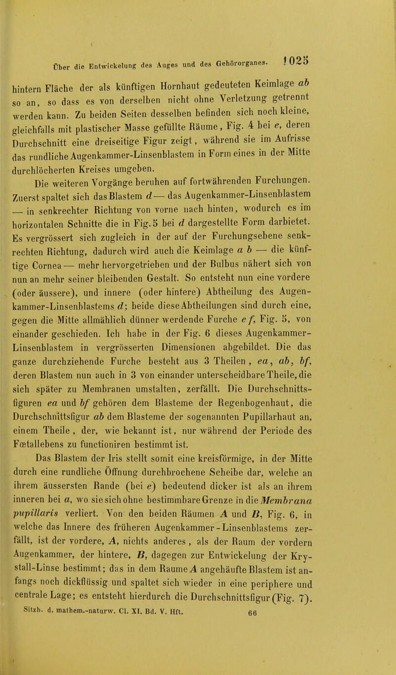 hintern Fläche der als künftigen Hornhaut gedeuteten Keimlage ab so an, so dass es von derselben nicht ohne Verletzung getrennt werden kann. Zu beiden Seiten desselben befinden sich noch kleine, gleichfalls mit plastischer Masse gefüllte Räume, Fig. 4 bei e, deren Durchschnitt eine dreiseitige Figur zeigt, während sie im Aufrisse das rundliche Augenkammer-Linsenblastem in Form eines in der Mitte durchlöcherten Kreises umgeben. Die weiteren Vorgänge beruhen auf fortwährenden Furchungen. Zuerst spaltet sich das Blastem d— das Augenkammer-Linsenblastem in senkrechter Richtung von vorne nach hinten, wodurch es im horizontalen Schnitte die in Fig. 5 bei d dargestellte Form darbietet. Es vergrössert sich zugleich in der auf der Furchungsebene senk- rechten Richtung, dadurch wird auch die Keimlage ab — die künf- tige Cornea— mehr hervorgetrieben und der Bulbus nähert sich von nun an mehr seiner bleibenden Gestalt. So entsteht nun eine vordere (oder äussere), und innere (oder hintere) Abtheilung des Augen- kammer-Linsenblastems d; beide diese Abtheilungen sind durch eine, gegen die Mitte allmählich dünner werdende Furche e f, Fig. 5, von einander geschieden. Ich habe in der Fig. 6 dieses Augenkammer- Linsenblastem in vergrösserten Dimensionen abgebildet. Die das ganze durchziehende Furche besteht aus 3 Theilen , ea, ab, bf, deren Blastem nun auch in 3 von einander unterscheidbareTheile, die sich später zu Membranen umstalten, zerfällt. Die Durchschnitts- figuren ea und bf gehören dem Blasteme der Begenbogenhaut, die Durchschnittsfigur ab dem Blasteme der sogenannten Pupillarhaut an, einem Theile , der, wie bekannt ist, nur während der Periode des Foetallebens zu functioniren bestimmt ist. Das Blastem der Iris stellt somit eine kreisförmige, in der Mitte durch eine rundliche Öffnung durchbrochene Scheibe dar, welche an ihrem äussersten Bande (bei e) bedeutend dicker ist als an ihrem inneren bei a, wo sie sich ohne bestimmbare Grenze in die Membrana pupittaris verliert. Von den beiden Bäumen A und B, Fig. 6, in welche das Innere des früheren Augenkammer-Linsenblastems zer- fällt, ist der vordere, A, nichts anderes , als der Baum der vordem Augenkammer, der hintere, B, dagegen zur Entwickelung der Kry- stall-Linse bestimmt; das in dem Räume A angehäufte Blastem ist an- fangs noch dickflüssig und spaltet sich wieder in eine periphere und centrale Lage; es entsteht hierdurch die Durchschnittsfigur (Fig. 7).