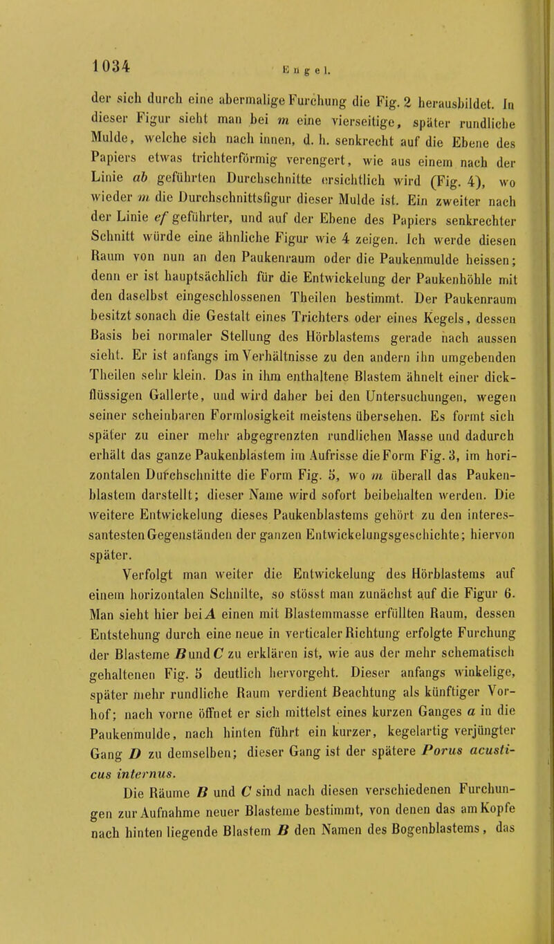 E ii g e 1. der sich durch eine abermalige Furchung die Fig. 2 herausbildet. In dieser Figur sieht man bei m eine vierseitige, später rundliche Mulde, welche sich nach innen, d. h. senkrecht auf die Ebene des Papiers etwas trichterförmig verengert, wie aus einem nach der Linie ab geführten Durchschnitte ersichtlich wird (Fig. 4), wo wieder m die DurchschnittsGgur dieser Mulde ist. Ein zweiter nach der Linie ef geführter, und auf der Ebene des Papiers senkrechter Schnitt würde eine ähnliche Figur wie 4 zeigen. Ich werde diesen Kaum von nun an den Paukenraum oder die Paukenmulde heissen; denn er ist hauptsächlich für die Entwickelung der Paukenhöhle mit den daselbst eingeschlossenen Theilen bestimmt. Der Paukenraum besitzt sonach die Gestalt eines Trichters oder eines Kegels, dessen Basis bei normaler Stellung des Hörblastems gerade nach aussen sieht. Er ist anfangs im Verhältnisse zu den andern ihn umgebenden Theilen sehr klein. Das in ihm enthaltene Blastem ähnelt einer dick- flüssigen Gallerte, uud wird daher bei den Untersuchungen, wegen seiner scheinbaren Formlosigkeit meistens übersehen. Es formt sich später zu einer mehr abgegrenzten rundlichen Masse uud dadurch erhält das ganze Paukenblastem im Aufrisse die Form Fig. 3, im hori- zontalen Durchschnitte die Form Fig. 5, wo m überall das Pauken- blastem darstellt; dieser Name wird sofort beibehalten werden. Die weitere Entwickelung dieses Paukenblastems gehört zu den interes- santesten Gegenständen der ganzen Entwickelungsgeschichte; hiervon später. Verfolgt man weiter die Entwickelung des Hörblastems auf einem horizontalen Schnilte, so stösst man zunächst auf die Figur 6. Man sieht hier beiA einen mit Blastemmasse erfüllten Baum, dessen Entstehung durch eine neue in vetticaler Bichtung erfolgte Furchung der Blasteme BündC zu erklären ist, wie aus der mehr schematisch gehaltenen Fig. 5 deutlich hervorgeht. Dieser anfangs winkelige, später mehr rundliche Baum verdient Beachtung als künftiger Vor- hof; nach vorne öffnet er sich mittelst eines kurzen Ganges a in die Paukenmulde, nach hinten führt ein kurzer, kegelartig verjüngter Gang D zu demselben; dieser Gang ist der spätere Porus acusti- cus internus. Die Bäume B und C sind nach diesen verschiedenen Furchun- gen zur Aufnahme neuer Blasteme bestimmt, von denen das am Kopfe nach hinten liegende Blastem B den Namen des Bogenblastems, das