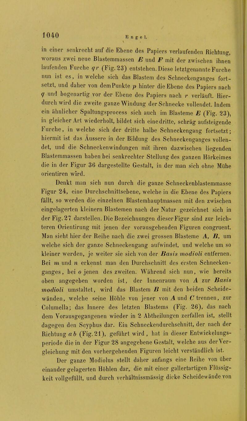 in einer senkrecht auf die Ebene des Papiers verlaufenden Richtung, woraus zwei neue Blastemmassen E und F mit der zwischen ihnen laufenden Furche qr (Fig. 23) entstehen. Diese letztgenannte Furche nun ist es, in welche sich das Blastem des Schneckenganges fort- setzt, und daher von dem Punkte p hinter die Ebene des Papiers nach q und bogenartig vor der Ebene des Papiers nach r verläuft. Hier- durch wird die zweite ganze Windung der Schnecke vollendet. Indem ein ähnlicher Spaltungsprocess sich auch im Blasteme E (Fig. 23), in gleicher Art wiederholt, bildet sich einedritte, schräg aufsteigende Furche, in welche sich der dritte halbe Schneckengang fortsetzt; hiermit ist das Äussere in der Bildung des Sehneckenganges vollen- det, und die Schneckenwindungen mit ihren dazwischen liegenden Blastemmassen haben bei senkrechter Stellung des ganzen Hörkeimes die in der Figur 36 dargestellte Gestalt, in der man sich ohne Mühe orientiren wird. Denkt man sich nun durch die ganze Schneckenblastemmasse Figur 24, eine Durchschnittsebene, welche in die Ebene des Papiers fällt, so werden die einzelnen Blastemhauptmassen mit den zwischen eingelagerten kleinern Blastemen nach der Natur gezeichnet sich in der Fig. 27 darstellen. Die Bezeichnungen dieser Figur sind zur leich- teren Orientirung mit jenen der vorausgehenden Figuren congruent. Man sieht hier der Beihe nach die zwei grossen Blasteme A, B, um welche sich der ganze Schneckengang aufwindet, und welche um so kleiner werden, je weiter sie sich von der Basis modioli entfernen. Bei m und n erkennt man den Durchschnitt des ersten Schnecken- ganges , bei o jenen des zweiten. Während sich nun, wie bereits oben angegeben worden ist, der Innenraum von A zur Basis modioli umstaltet, wird das Blastem B mit den beiden Scheide- wänden, welche seine Höhle von jener von A und C trennen, zur Columella; das Innere des letzten Blastems (Fig. 26), das nach dem Vorausgegangenen wieder in 2 Abtheilungen zerfallen ist, stellt dagegen den Scyphus dar. Ein Schneckendurchschnitt, der nach der Bichtungaft (Fig.21), geführt wird, hat in dieser Entwickelungs- periode die in der Figur 28 angegebene Gestalt, welche aus derVer- gleichung mit den vorhergehenden Figuren leicht verständlich ist. Der ganze Modiolus stellt daher anfangs eine Reihe von über einander gelagerten Höhlen dar, die mit einer gallertartigen Flüssig- keit vollgefüllt, und durch verhältnissmässig dicke Scheidewände von