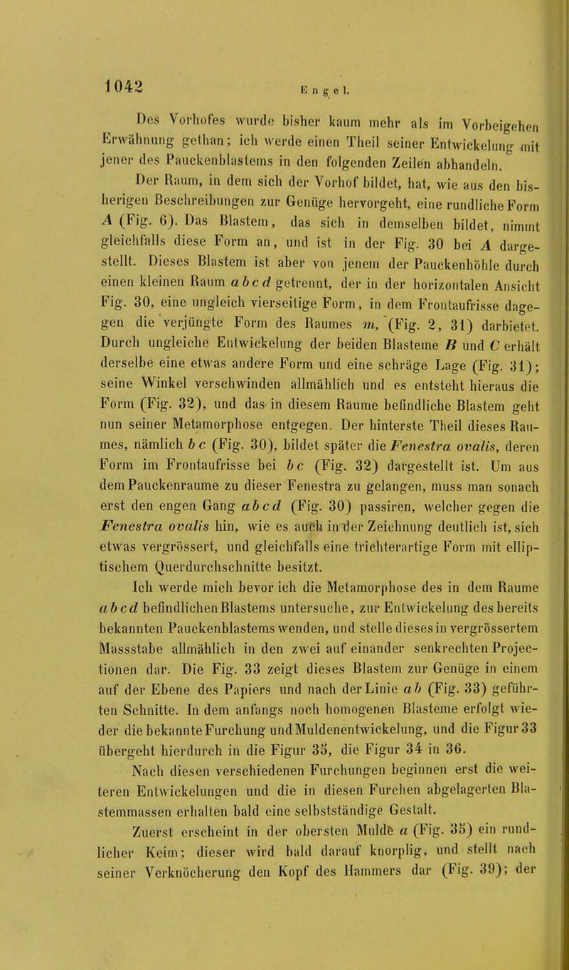 Des Vorhofes wurde bisher kaum mehr als im Vorbeigehen Erwähnung gethan; ich werde einen Theil seiner Entwickelung mil jener des Pauckenblastems in den folgenden Zeilen abhandeln. Der Raum, in dem sich der Vorhof bildet, hat, wie aus den bis- herigen Beschreibungen zur Genüge hervorgeht, eine rundliche Form A (Fig. 6). Das Blastem, das sich in demselben bildet, nimmt gleichfalls diese Form an, und ist in der Fig. 30 bei A darge- stellt. Dieses Blastem ist aber von jenem der Pauckenhöhle durch einen kleinen Raum ab cd getrennt, der in der horizontalen Ansicht Fig. 30, eine ungleich vierseitige Form, in dem Fronlaufrisse dage- gen die verjüngte Form des Raumes m, (Fig. 2, 31) darbietet. Durch ungleiche Entwickelung der beiden Blasteme B und C erhält derselbe eine etwas andere Form und eine schräge Lage (Fig. 31); seine Winkel verschwinden allmählich und es entsteht hieraus die Form (Fig. 32), und das in diesem Räume beflndliche Blastem geht nun seiner Metamorphose entgegen. Der hinterste Theil dieses Rau- mes, nämlich bc (Fig. 30), bildet später die Fenestra ovalis, deren Form im Frontaufrisse bei bc (Fig. 32) dargestellt ist. Um aus demPauckenraume zu dieser Fenestra zu gelangen, muss man sonach erst den engen Gang ab cd (Fig. 30) passiren, welcher gegen die Fenestra ovalis hin, wie es auch in der Zeichnung deutlich ist, sich etwas vergrössert, und gleichfalls eine trichterartige Form mit ellip- tischem Querdurchschnitte besitzt. Ich werde mich bevor ich die Metamorphose des in dem Räume ab cd befindlichen Rlastems untersuche, zur Entwickelung des bereits bekannten Pauckenblastems wenden, und stelle dieses in vergrössertem Massstabe allmählich in den zwei auf einander senkrechten Projec- tionen dar. Die Fig. 33 zeigt dieses Blastem zur Genüge in einem auf der Ebene des Papiers und nach der Linie ab (Fig. 33) geführ- ten Schnitte. In dem anfangs noch homogenen Blasteme erfolgt wie- der die bekannte Furchung und Muldenentwickelung, und die Figur33 übergeht hierdurch in die Figur 35, die Figur 34 in 36. Nach diesen verschiedenen Furchungen beginnen erst die wei- teren Entwickelungen und die in diesen Furchen abgelagerten Bla- stemmassen erhalten bald eine selbstständige Gestalt. Zuerst erscheint in der obersten Mulde a (Fig. 35) ein rund- licher Keim; dieser wird bald darauf knorplig, und stellt nach seiner Verknöcherung den Kopf des Hammers dar (Fig. 39); der