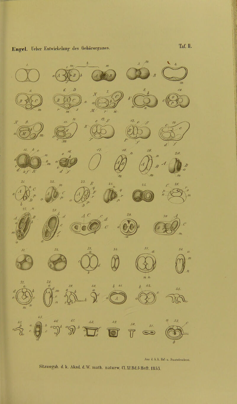 Eii«>vl. üeucr Entmckelung- des Gehörorpmcs. Taf. II. Am 1 k.k. Hof- u ShiatJdnitkreii. Sitzung*. (1. k. Akad. d.W. niath. naturw. CLXIBißHeft. 1853.