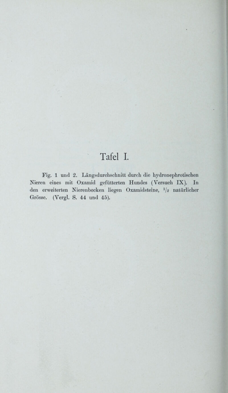 Fig. 1 und 2. Längsdurchschnitt durch die hydronephrotischen Nieren eines mit Oxamid gefütterten Hundes (Versuch IX). In den erweiterten Nierenbecken liegen Oxamidsteine, */2 natürlicher Grösse. (Vergl. S. 44 und 45).