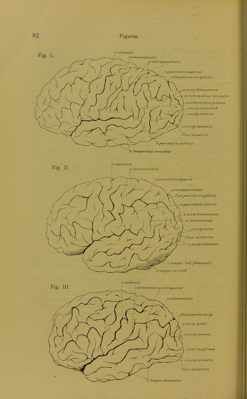 Fig. II. centralis t s. retroccn Iralis s parietalis Si^pef or s. inlrapariefalt's - fiss.parietooccipitaiis - s parielaJis inferior. J~ S. oeeip Iransversus • s. inlermedius ~-~~^s. oeeip, anter. -/*ts&. calcarina s. oeetp. lateralis J$fM$tf~s-l empor, lertföebenast) 's. lempor. secund. Fig. III s centralis s retroccntr.+s inirapariet s inlermedius . f/issparietooeeip. S oeeip anter. . .s oeeip. Irans V. • -s. oee longil med. r -s.oeeip lateralis i Yiss. calcarina s. tempor. secundus