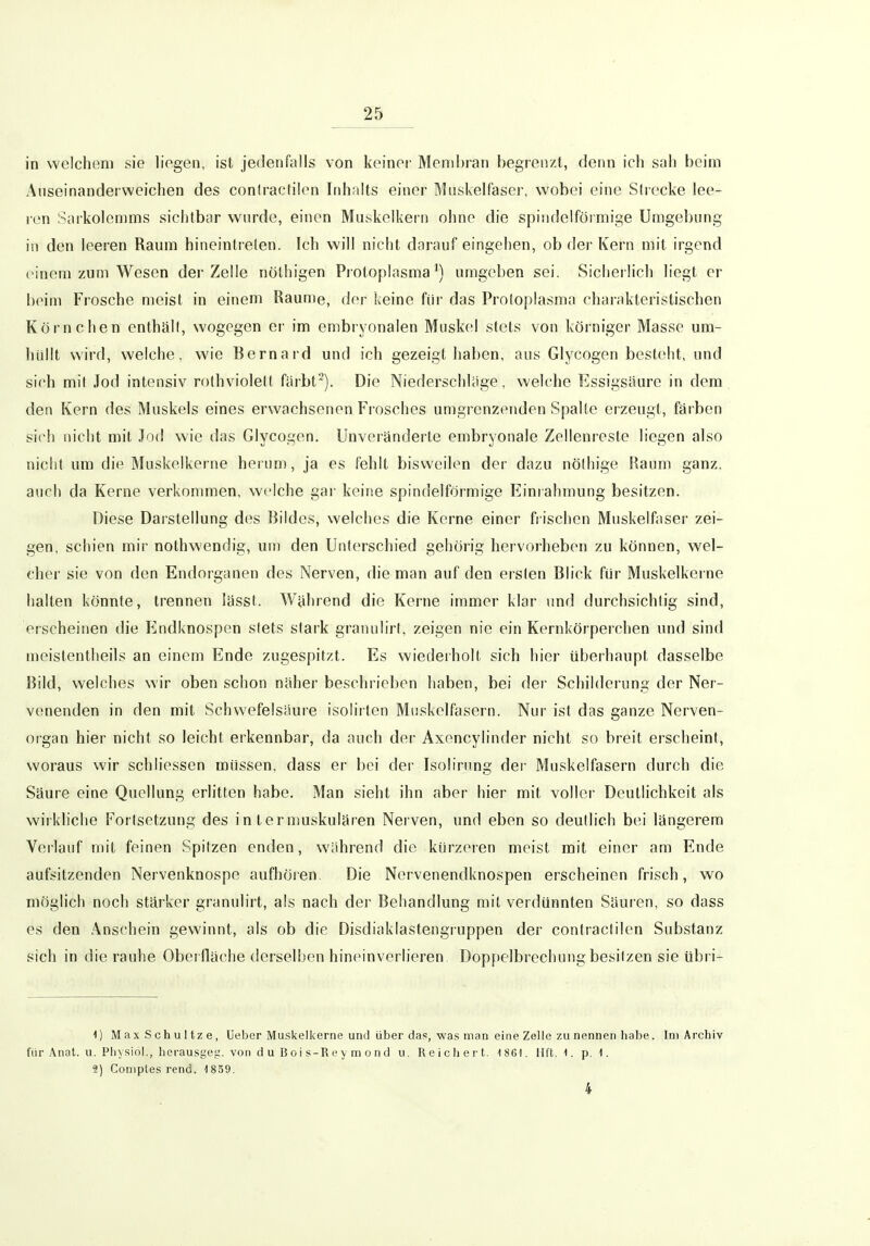 in welchen) sie liegen, ist jedenfalls von keiner Membran begrenzt, denn ich sah beim Anseinanderweichen des coniractilen Inhalts einer Muskelfaser, wobei eine Strecke lee- ren Sarkolemms sichtbar wurde, einen Muskelkern ohne die spindelförmige Umgebung in den leeren Raum hineintrelen. Ich will nicht darauf eingehen, ob der Kern mit irgend einem zum Wesen der Zelle nölhigen Piotoplasma ^) umgeben sei. Sicherlich liegt er beim Frosche meist in einem Räume, der keine für das Protoplasma charakteristischen Körnchen enthält, wogegen er im embryonalen Muskel stets von körniger Masse um- hüllt wird, welche, wie Bernard und ich gezeigt haben, aus Glycogen besteht, und sich mit Jod intensiv rothviolett färbt*). Die Niederschlüge, welche Essigsäure in dem den Kern des Muskels eines erwachsenen Frosches umgrenzenden Spalte erzeugt, färben sich nicht mit Jod wie das Glycogen. Unveränderte embryonale Zellenreste liegen also nicht um die Muskelkerne hci um, ja es fehlt bisweilen der dazu nölhige Raum ganz, auch da Kerne verkommen, welche gai' keine spindelförmige Einrahmung besitzen. Diese Darstellung d(^s Bildes, welches die Kerne einer frischen Muskelfaser zei- gen, schien mir nothwendig, um den Unterschied gehörig hervorheben zu können, w^el- cher sie von den Endorganen des Nerven, die man auf den ersten Blick für Muskelkerne halten könnte, trennen lässt. Während die Kerne immer klar und durchsichtig sind, erscheinen die Endknospen stets stark granulirt, zeigen nie ein Kernkörperchen und sind meislentheils an einem Ende zugespitzt. Es wiederholt sich hier überhaupt dasselbe Bild, welches wir oben schon näher beschrieben haben, bei der Schilderung der Ner- venenden in den mit Schwefelsäure isoliiten Muskelfasern. Nur ist das ganze Nerven- organ hier nicht so leicht erkennbar, da auch der Axencylinder nicht so breit erscheint, woraus wir schliessen müssen, dass er bei der Isolirung der Muskelfasern durch die Säure eine Quellung erlitten habe. Man sieht ihn aber hier mit voller Deutlichkeit als wirkliche Fortsetzung des in ternmskulären Nei ven, und eben so deutlich bei längerem Verlauf mit feinen Spitzen enden, während die kürzeren meist mit einer am Ende aufsitzenden Nervenknospe aufhören Die Norvenendknospen erscheinen frisch, wo möglich noch stärker granulirt, als nach der Behandlung mit verdünnten Säuren, so dass es den Anschein gewinnt, als ob die Disdiaklastengiuppen der contractilen Substanz sich in die rauhe Obei fläche derselben hineinverlieren Doppelbrechung besitzen sie übri- 1) M ax S ch u 1 tz e, lieber Muskelkerne und Uber das, was man eine Zelle zu nennen habe. Im Archiv für Anat. u. Physiol., herausgeg. von d u B o i s-R e \ m o n d u. Reichert. 1861. Mit. 1. p. 1. 9.) Coniptes rend. 1859. 4