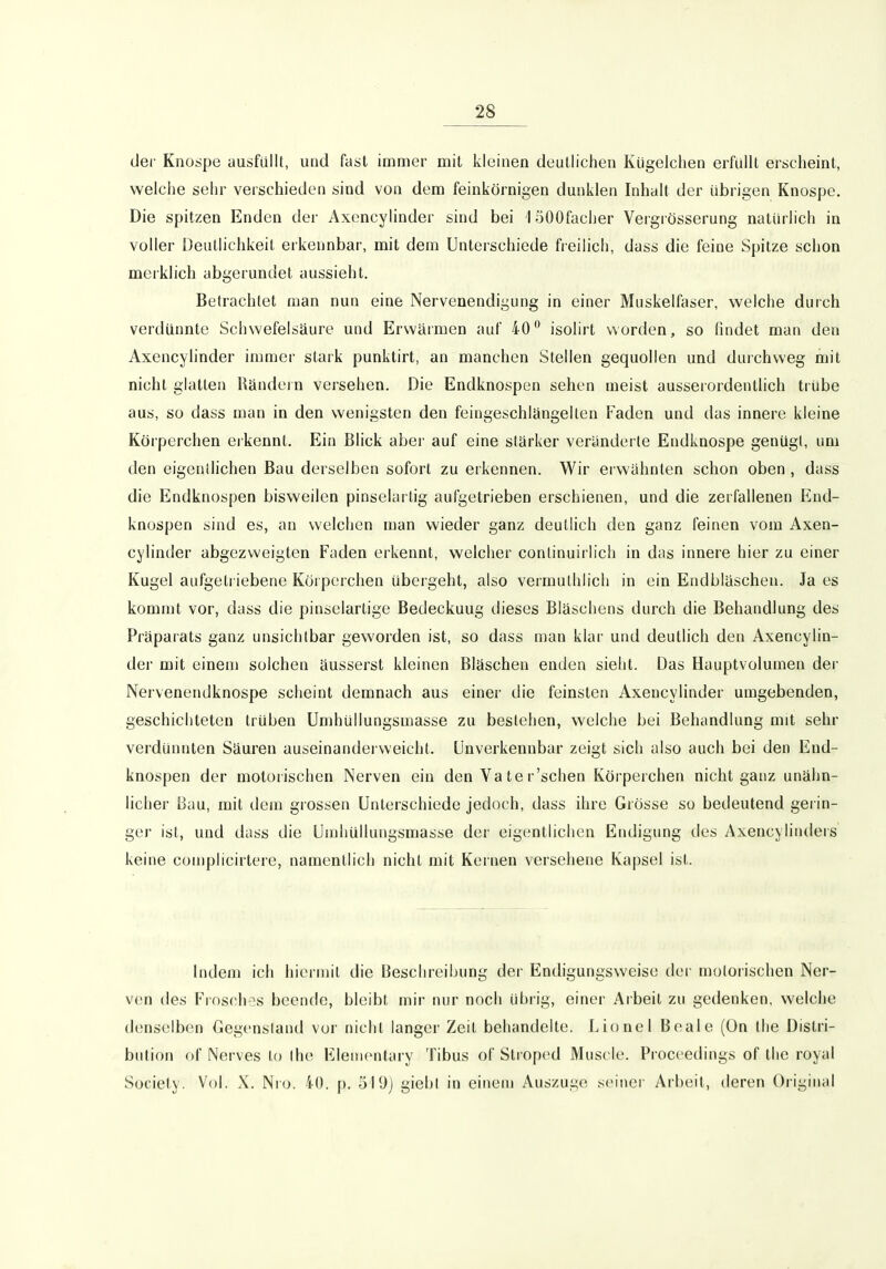 der Knospe ausfüllt, und fast immer mit kleinen deutlichen Kügelchen erfüllt erscheint, welche sehr verschieden sind von dem feinkörnigen dunklen Inhalt der übrigen Knospe. Die spitzen Enden der Axencylinder sind bei 1 öOOfacher Vergrösserung natürlich in voller Deutlichkeit erkennbar, mit dem Unterschiede freilich, dass die feine Spitze schon meiklich abgerundet aussieht. Betrachtet man nun eine Nervenendigung in einer Muskelfaser, welche durch verdünnte Schwefelsäure und Erwärmen auf 40° isolirt worden, so findet man den Axencylinder immer stark punktirt, an manchen Stellen gequollen und durchweg mit nicht glatten Rändei n versehen. Die Endknospen sehen meist ausserordentlich trübe aus, so dass man in den wenigsten den feingeschlängelten Faden und das innere kleine Körperchen erkennt. Ein Blick abei- auf eine stärker veränderte Endknospe genügt, um den eigentlichen Bau derselben sofort zu erkennen. Wir erwähnten schon oben , duss die Endknospen bisweilen pinselartig aufgetrieben erschienen, und die zerfallenen End- knospen sind es, an welchen man wieder ganz deutlich den ganz feinen vom Axen- cylinder abgezweigten Faden erkennt, welcher conlinuirlich in das innere hier zu einer Kugel aufgetriebene Körperchen übergeht, also vermulhlich in ein Endbläschen. Ja es kommt vor, dass die pinselartige Bedeckung dieses Bläschens durch die Behandlung des Präparats ganz unsichtbar geworden ist, so dass man klar und deutlich den Axencylin- der mit einem solchen äusserst kleinen Bläschen enden sieht. Das Hauptvolumen der Nervenendknospe scheint demnach aus einer die feinsten Axencylinder umgebenden, geschichteten trüben Umhüllungsmasse zu bestehen, welche bei Behandlung mit sehr verdünnten Säuren auseinanderweicht. Unverkennbar zeigt sich also auch bei den End- knospen der motorischen Nerven ein den Va te r'schen Körperchen nicht ganz unähn- licher Bau, mit dem grossen Unterschiede jedoch, dass ihre Grösse so bedeutend gei in- ger ist, und dass die Umhullungsmasse der eigentlichen Endigung des Axencylinders keine complicirtere, namentlich nicht mit Kernen versehene Kapsel ist. Indem ich hiermit die Beschreibung der Endigungsweise der motorischen Ner- ven des Frosches beende, bleibt mir nur noch übrig, einer Arbeil zu gedenken, welche denselben Gegenstand vor nicht langer Zeit behandelte. Lionel Beale (On Ihe Distri- bution of Nerves to lh(^ Elementary Tibus of Stroped Muscle. Proceedings of tlic royal Society. Vol. X. Nro. 'lO. p. 5l9j giehl in einem Auszuge seiner Arbeil, deren Original