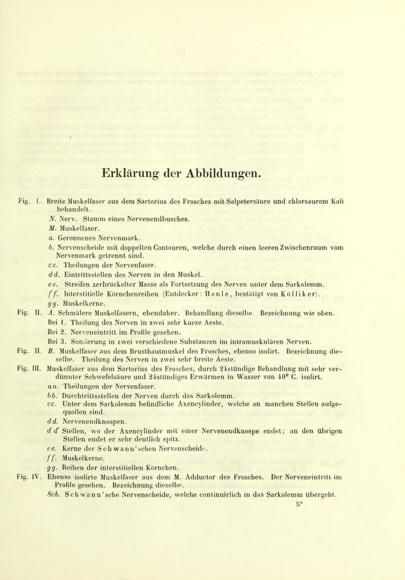 Erklärung der Abbildungen. Fig. l. Breite Muskelfaser aus dem Sartorius des Frosches mit Salpetersäure und chlorsaurem Kali behandelt. N. Nerv. Stamm eines Nervenendbusches. M. Muskelfaser. a. Geronnenes Nervenmark. 6. Nervenscheide mit doppelten Contouren, welche durch einen leeren Zwischenraum vom Nervenmark gelrennt sind, cc. Theilungen der Nervenfaser. dd. Eintrittsstellen des Nerven in den Muskel. ee. Streifen zerbröckelter Masse als Fortsetzung des Nerven unter dem Sarkolemm. ff. Interstitielle Körnchenreihen (Entdecker: Henle, bestätigt von Kö 11 iker). gg. Muskelkerne. Fig. II. A. Schmälere Muskelfasern, ebendaher. Behandlung dieselbe. Bezeichnung wie oben. Bei 1. Theilung des Nerven in zwei sehr kurze Aeste. Bei 2. Nerveneintritt im Profile gesehen. Bei 3. Sonderung in zwei verschiedene Substanzen im intramuskulären Nerven. Fig. II. B. Muskelfaser aus dem Brusthautmuskel des Frosches, ebenso isolirl. Bezeichnung die- selbe. Theilung des Nerven in zwei sehr breite Aeste. Fig. III. Muskelfaser aus dem Sartorius des Frosches, durch 24stündige Behandlung mit sehr ver- dünnter Schwefelsäure und 24stündiges Erwärmen in Wasser von 40 C. isolirt. aa. Theilungen der Nervenfaser. bb. Durchtrittsstellen der Nerven durch das Sarkolemm. cc. Unter dem Sarkolemm befindliche Axencylinder, welche an manchen Stellen aufge- quollen sind. dd. Nervenendknospen. d'd' Stellen, wo der Axencylinder mit einer Nervenendknospe endet; an den übrigen Stellen endet er sehr deutlich spitz. ee. Kerne der Schwann'sehen Nervenscheidf. ff. Muskelkerne. gg. Reihen der interstitiellen Körnchen. Fig. IV. Ebenso isolirte Muskelfaser aus dem M. Adductor des Frosches. Der Nerveneintrilt im Profile gesehen. Bezeichnung dieselbe. Sah. Schwann'sehe Nervenscheide, welche continuirlich in das Sarkolemm übergeht. 5*