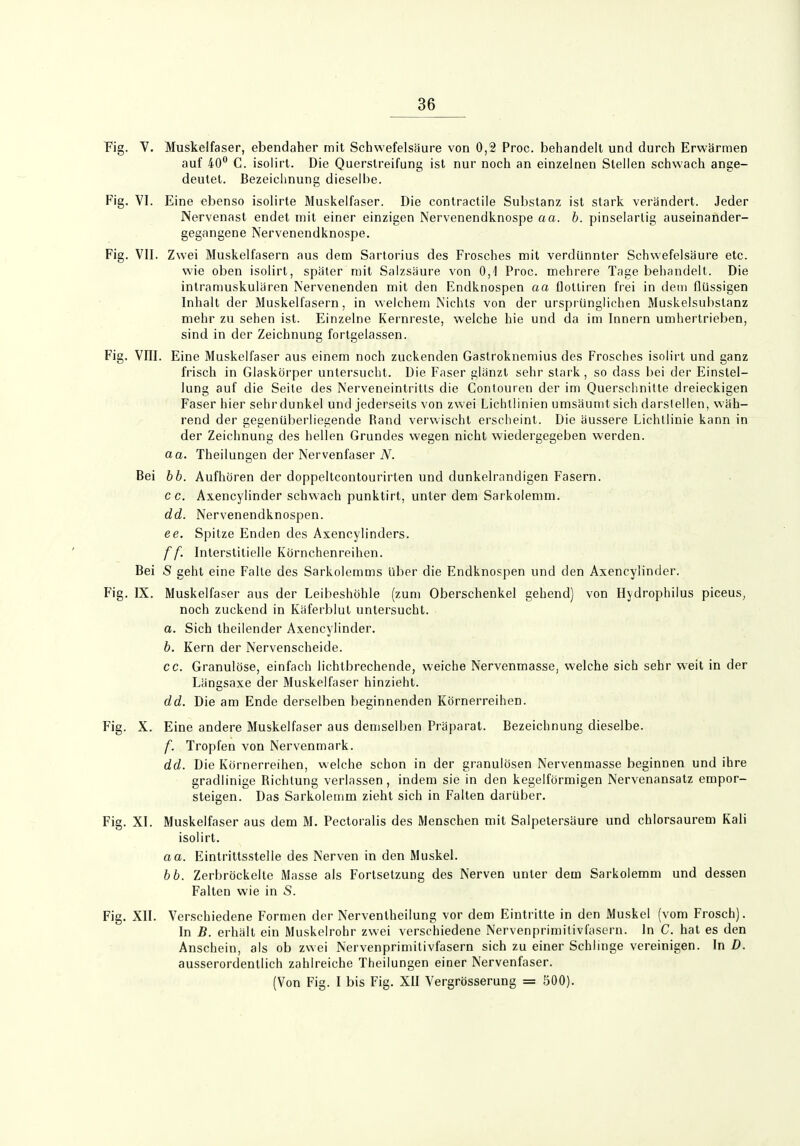 V. Muskelfaser, ebendaher mit Schwefelsäure von 0,2 Proc. behandelt und durch Erwärmen auf 40^ C. isolirt. Die Querslreifung ist nur noch an einzelnen Stellen schwach ange- deutet. Bezeichnung dieselbe. VI. Eine ebenso isolirte Muskelfaser. Die contractile Substanz ist stark verändert. Jeder Nervenast endet mit einer einzigen Nervenendknospe aa. b. pinselarlig auseinander- gegangene Nervenendknospe. VII. Zwei Muskelfasern aus dem Sartorius des Frosches mit verdünnter Schwefelsäure etc. wie oben isolirt, später mit Salzsäure von 0,1 Proc. mehrere Tage behandelt. Die intramuskulären Nervenenden mit den Endknospen aa flolliren frei in dem flüssigen Inhalt der Muskelfasern, in weichem Nichts von der ursprünglichen Muskelsubstanz mehr zu sehen ist. Einzelne Kernreste, welche hie und da im Innern umhertrieben, sind in der Zeichnung fortgelassen. Vni. Eine Muskelfaser aus einem noch zuckenden Gastroknemius des Frosches isolirt und ganz frisch in Glaskörper untersucht. Die Faser glänzt sehr stark, so dass bei der Einstel- lung auf die Seile des Nerveneintritts die Contouren der im Querschnitte dreieckigen Faser hier sehrdunkel und jederseils von zwei Lichllinien umsäumtsich darstellen, wäh- rend der gegenüberliegende Rand verwischt erscheint. Die äussere Lichtlinie kann in der Zeichnung des hellen Grundes wegen nicht wiedergegeben werden. da. Theilungen der Nervenfaser N. Bei bb. Aufhören der doppeltcontourirten und dunkelrandigen Fasern, c c. Axencylinder schwach punktirt, unter dem Sarkolemm. dd. Nervenendknospen. ee. Spitze Enden des Axencylinders. ff. Interstitielle Körnchenreihen. Bei S geht eine Falle des Sarkolemms über die Endknospen und den Axencylinder. IX. Muskelfaser aus der Leibeshöhle (zum Oberschenkel gehend) von Hydrophilus piceus, noch zuckend in Käferblut untersucht. a. Sich theilender Axencylinder. b. Kern der Nervenscheide. cc. Granulöse, einfach lichtbrechende, weiche Nervenmasse, welche sich sehr weit in der Län^saxe der Muskelfaser hinzieht. dd. Die am Ende derselben beginnenden Körnerreihen. X. Eine andere Muskelfaser aus demselben Präparat. Bezeichnung dieselbe. f. Tropfen von Nervenmark. dd. Die Körnerreihen, welche schon in der granulösen Nervenmasse beginnen und ihre gradlinige Richtung verlassen , indem sie in den kegelförmigen Nervenansatz empor- steigen. Das Sarkolemm zieht sich in Falten darüber. XI. Muskelfaser aus dem M. Pectoralis des Menschen mit Salpetersäure und chlorsaurem Kali isolirt. aa. Eintrittsstelle des Nerven in den Muskel. bb. Zerbröckelte Masse als Fortsetzung des Nerven unter dem Sarkolemm und dessen Falten wie in S. XII. Verschiedene Formen der Nerventheilung vor dem Eintritte in den Muskel (vom Frosch). In B. erhält ein Muskelrohr zwei verschiedene Nervenprimilivfasern. In C. hat es den Anschein, als ob zwei Nervenprimilivfasern sich zu einer Schlinge vereinigen. In D. ausserordentlich zahlreiche Theilungen einer Nervenfaser. (Von Fig. I bis Fig. XII Vergrösserung = 500).