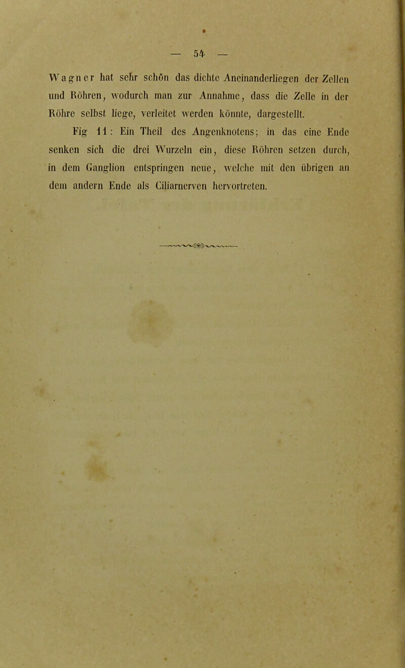 — 54 — Wagner hat sehr schön das dichte Aneinanderliegen der Zellen und Röhren, wodurch man zur Annahme, dass die Zelle in der Röhre selbst liege, verleitet werden könnte, dargestellt. Fig \ 1: Ein Theil des Angenknotens; in das eine Ende senken sich die drei Wurzeln ein, diese Röhren setzen durch, in dem Ganglion entspringen neue, welche mit den übrigen an dem andern Ende als Ciliarnerven hervortreten.