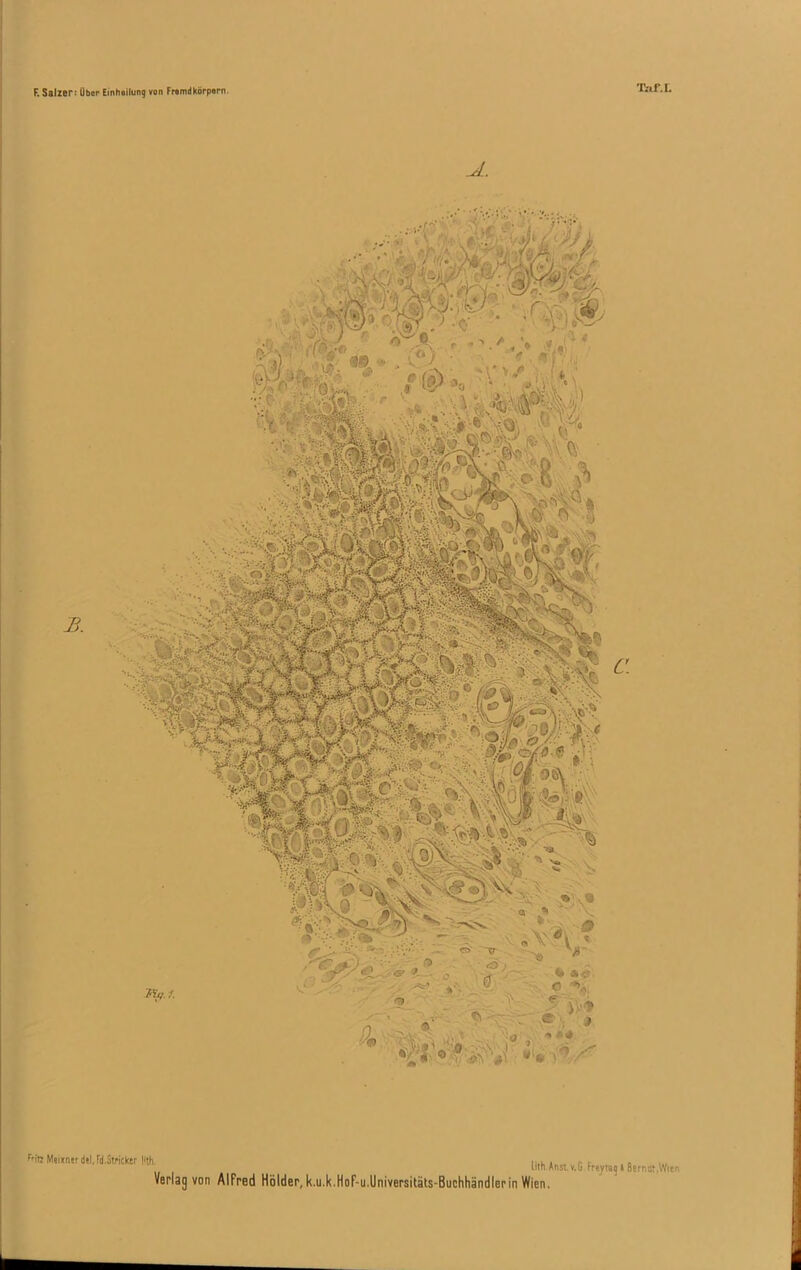 Taf.L J.. f,ltt Meixaer dtl, fd.StWcker |i«h. Verlag von Alfred Holder, k.u.k.Hof-u.Universitäts-Buchhändlerin Wien.