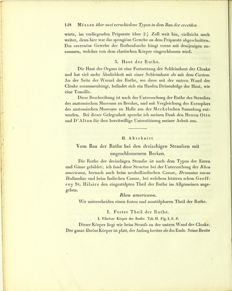 wärts, im vorliegenden Präparate über 2-^ Zoll weit bin, vielleicht noch weiter, denn hier war das spongiöse Gewebe an dem Präparate abgeschnitten. Das cavernöse Gewebe der Rnthenfurche hängt vorne mit demjenigen zu- sammen, welches von dem elastischen Körper eingeschlossen wird. 5. Haut der Ruthe. Die Haut des Organs ist eine Fortsetzung der Schleimhaut der Cloake und hat viel mehr Ähnlichkeit mit einer Schleimhaut als mit dem Corium. An der Seite der Wiu’zel der Ruthe, wo diese mit der untern Wand der Cloake zusammenhängt, befindet sich ein Haufen Dx’üsenbälge der Haut, wie eine Tonsille. Diese Beschreibung ist nach der Untersuchung der Ruthe des Straufses des anatomischen Museums zu Breslau, und mit Vergleichung des Exemplars des anatomischen Museums zu Halle aus der Meckelschen Sammlung ent- worfen. Bei dieser Gelegenheit spreche ich meinen Dank den Herren Otto und D’Alton für ihre bereitwillige Unterstützung meiner Arbeit aus. . II. Abschnitt. Vom Bau der Ruthe bei den dreizehigen Straufsen mit ungeschlossenem Becken. Die Ruthe der dreizehigen Straufse ist nach dem Typus der Enten und Gänse gebildet; ich fand diese Structur bei der Untersuchung der Rhea americana, hernach auch beim iieuholländischen Casuar, Rromaius novae Hollandiae und beim Indischen Casuar, bei welchem letztem schon Geoff- roy St. Hilaire den eingestülpten Theil der Ruthe im Allgemeinen ange- geben. Rhea americana. Wir unterscheiden einen festen und ausstülpbaren Theil der Ruthe. I. Fester Theil der Ruthe. 1. Fibröser Körper der Ruthe. Tab. II. Flg. 1. E. E. Dieser Körper liegt wie beim Straufs an der untern Wand der Cloake. Der ganze fibröse Körper ist platt, der Anfang breiter als das Ende. Seine Breite