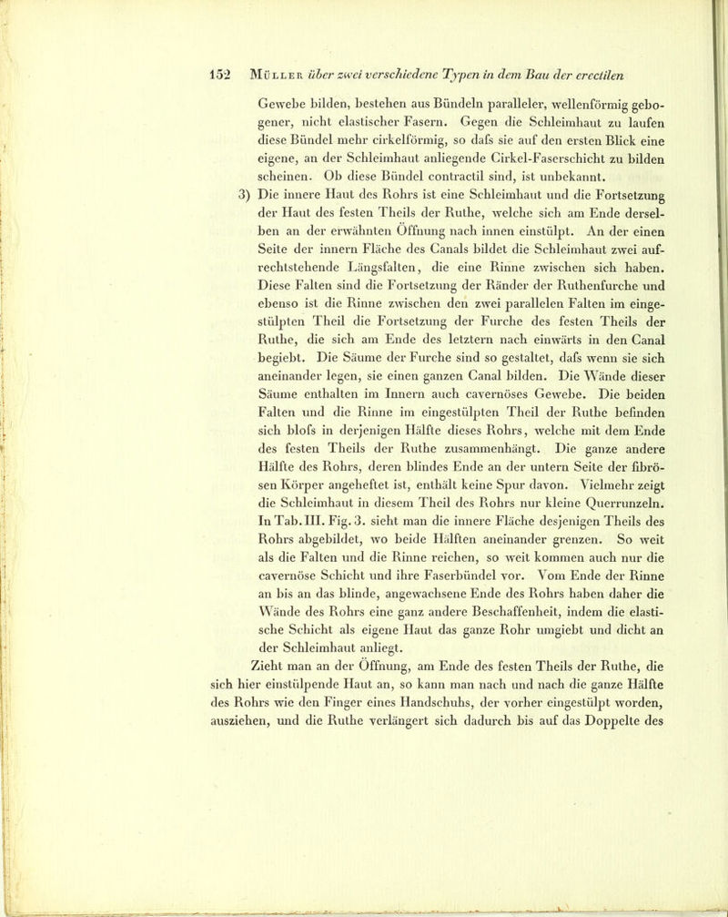 Gewebe bilden, besteben aus Bündeln paralleler, wellenförmig gebo- gener, nicht elastischer Fasern. Gegen die Sehleimhaut zu laufen diese Bündel mehr cirkelförmig, so dafs sie auf den ersten Blick eine eigene, an der Schleimhaut anliegende Cirkel-Faserschicht zu bilden scheinen. Ob diese Bündel conti’actil sind, ist unbekannt. 3) Die innere Haut des Rohrs ist eine Schleimhaut und die Fortsetzung der Haut des festen Theils der Ruthe, welche sich am Ende dersel- ben an der erwähnten Öffnung nach innen einstülpt. An der einen Seite der innern Fläche des Canals bildet die Schleimhaut zwei auf- rechtstehende Längsfalten, die eine Rinne zwischen sich haben. Diese Falten sind die Fortsetzung der Ränder der Ruthenfurche und ebenso ist die Rinne zwischen den zwei parallelen Falten im einge- stülpten Theil die Fortsetzung der Furche des festen Theils der Ruthe, die sich am Ende des letztem nach einwärts in den Canal begiebt. Die Säume clerEurche sind so gestaltet, dafs wenn sie sich aneinander legen, sie einen ganzen Canal bilden. Die Wände dieser Säume enthalten im Innern auch cavernöses Gewebe. Die beiden Falten und die Rinne im eingestülpten Theil der Ruthe befinden sich blofs in derjenigen Hälfte dieses Rohrs, welche mit dem Ende des festen Theils der Ruthe zusammenhängt. Die ganze andere Hälfte des Rohrs, deren blindes Ende an der untern Seite der fibrö- sen Körper angeheftet ist, enthält keine Spur davon. Vielmehr zeigt die Schleimhaut in diesem Theil des Rohrs nur kleine Querrunzeln. In Tab. III. Fig. 3. sieht man die innere Fläche desjenigen Theils des Rohrs abgebildet, wo beide Hälften aneinander grenzen. So weit als die Falten und die Rinne reichen, so weit kommen auch nur die cavernöse Schicht und ihre Faserbündel vor. Vom Ende der Rinne an bis an das blinde, angewachsene Ende des Rohrs haben daher die Wände des Rohrs eine ganz andere Beschaffenheit, indem die elasti- sche Schicht als eigene Haut das ganze Rohr umgiebt und dicht an der Schleimhaut anliegt. Zieht man an der Öffnung, am Ende des festen Theils der Ruthe, die sich hier einstülpende Haut an, so kann man nach und nach die ganze Hälfte des Rohrs wie den Finger eines Handschuhs, der vorher eingestülpt worden, ausziehen, und die Ruthe verlängert sich dadurch bis auf das Doppelte des