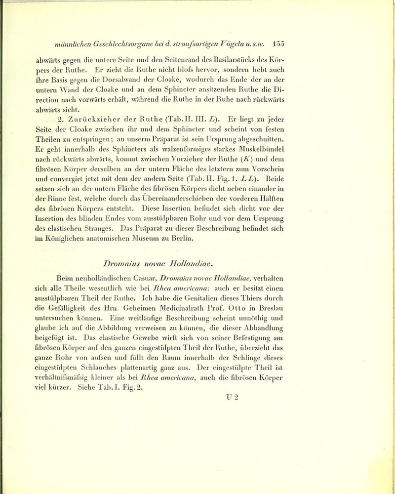abwärts gegen die untere Seite und den Seitenrand des Basilarstücks des Kör- pers der Ruthe. Er zieht die Pvuthe nicht blofs hervor, sondern hebt auch ihre Basis gegen die Dorsalwand der Cloake, wodurch das Ende der an der untern Wand der Cloake und an dem Sphincter ansitzenden Ruthe die Di- rection nach vorwärts erhält, während die Ruthe in der Ruhe nach rückwärts abwärts sieht. 2. Zurückzieher der Ruthe (Tab.II. III. Zv). Er liegt zu jeder Seite der Cloake zwischen ihr und dem Sphincter und scheint von festen Theilen zu entspringen; an unserm Präparat ist sein Ursprung abgeschnitten. Er geht innerhalb des Sphincters als walzenförmiges starkes JMuskelbündel nach rückwärts abwärts, kommt zwischen Vorzieher der Ruthe (/C) und dem fibrösen Körper derselben an der untern Fläche des letztem zum Vorschein und convergirt jetzt mit dem der andern Seite (Tab. II. Fig. 1. LG). Beide setzen sich an der untern Fläche des fibrösen Körpers dicht neben einander in der Rinne fest, welche durch das Übereinanderschieben der vorderen Hälften des fibrösen Körpers entsteht. Diese Insertion befindet sich dicht vor der Insertion des blinden Endes vom ausstülpbaren Rohr und vor dem Ursprung des elastischen Stranges. Das Präparat zu dieser Beschreibung befindet sich im Königlichen anatomischen Museum zu Berlin. Dromaius novae Hollaudiae. Beim neuholländischen Casuar, Dromaius novae Ilollandiae, verhalten sich alle Theile wesentlich wie bei lihca americana; auch er besitzt einen ausstülpbaren Theil der Puithe. Ich habe die Genitalien dieses Thiers durch die Gefälligkeit des Ilrii. Geheimen Medicinalrath Prof. Otto in Breslau untersuchen können. Eine weitläufige Beschreibung scheint unnöthig und glaube ich auf die Abbildung verweisen zu können, die dieser Abhandlung beigefügt ist. Das elastische Gewebe wirft sich von seiner Befestigung am fibrösen Körper auf den ganzen eingestülpten Theil der Ruthe, überzieht das ganze Rohr von aufsen und füllt den Raum innerhalb der Schlinge dieses eingestülpten Schlauches plattenartig ganz aus. Der eingestülpte Theil ist verhältnifsmäfsig kleiner als bei liliea americana^ auch die fibrösen Körper viel kürzer. Siehe Tab. I. Fig. 2.