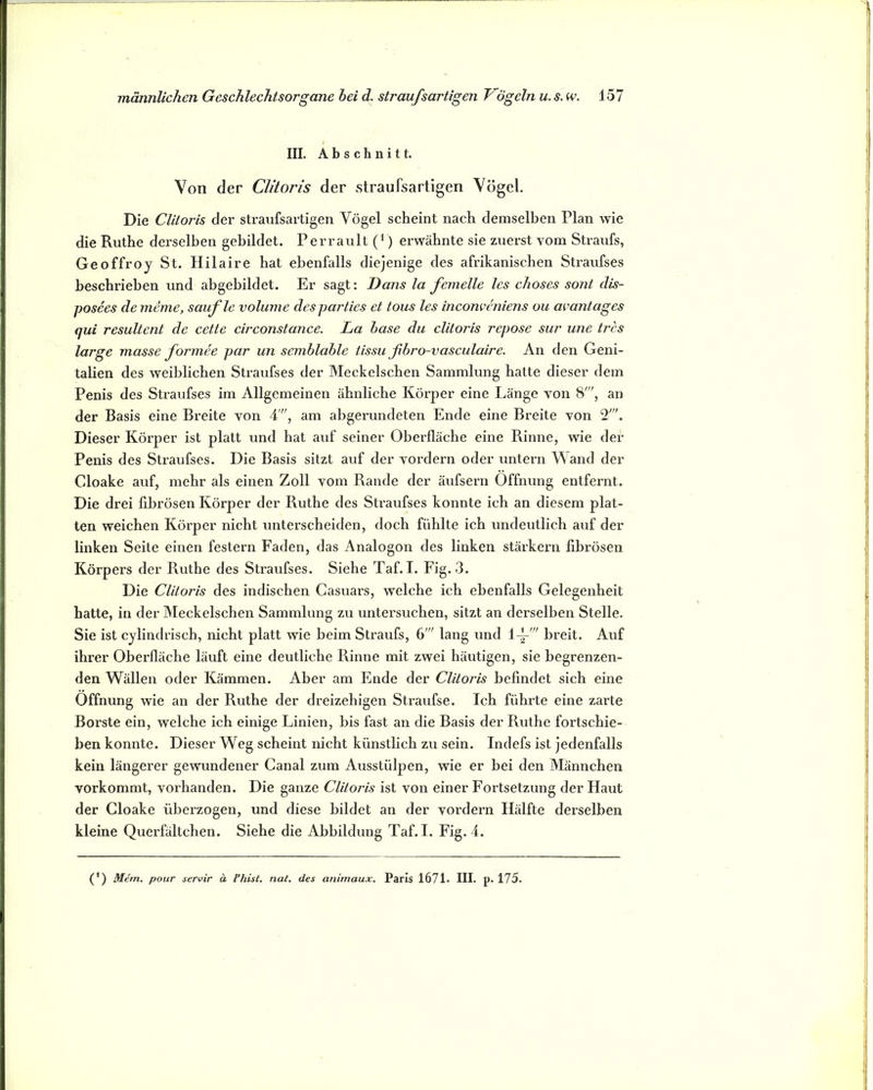 III. Abschnitt. Von der Clitoris der straufsartigen Vögel. Die Clitoris der straufsartigen Vögel scheint nach demselben Plan wie die Ruthe dei’selben gebildet. Perrault (‘) erwähnte sie zuerst vom Straufs, Geoffroy St. Hilaire hat ebenfalls diejenige des afrikanischen Straufses beschrieben und abgebildet. Er sagt: Dans la femelle les choses sont dis- posees de meme, saufle volume desparties et tous les inconvcniens ou avantages qui resultent de cette circonstance. La hase du clitoris repose sur une tres large masse formee par un semblahle tissußbro-vasculaire. An den Geni- talien des weiblichen Sti-aufses der Meckelschen Sammlung hatte dieser dem Penis des Straufses im Allgemeinen ähnliche Körper eine Länge von 8', an der Basis eine Breite von 4, am abgerundeten Ende eine Breite von 2'. Dieser Körper ist platt und hat auf seiner Oberfläche eine Rinne, wie der Penis des Straufses. Die Basis sitzt auf der vordem oder untern Wand der Cloake auf, mehr als einen Zoll vom Rande der äufsern Öffnung entfernt. Die drei fibrösen Körper der Ruthe des Straufses konnte ich an diesem plat- ten weichen Körper nicht unterscheiden, doch fühlte ich undeutlich auf der linken Seite einen festem Faden, das Analogon des linken stärkern fibrösen Körpers der Ruthe des Sti'aufses. Siehe Taf. I. Fig. 3. Die Clitoris des indisehen Casuars, welche ich ebenfalls Gelegenheit hatte, in der Meckelschen Sammlung zu untersuchen, sitzt an derselben Stelle. Sie ist cylindrisch, nicht platt wie beim Straufs, 6' lang und Vf” breit. Auf ihrer Oberfläche läuft eine deutliche Rinne mit zwei häutigen, sie begrenzen- den Wällen oder Kämmen. Aber am Ende der Clitoris befindet sich eine Öffnung wie an der Ruthe der dreizehigen Straufse. Ich führte eine zarte Borste ein, welche ich einige Linien, bis fast an die Basis der Ruthe fortschie- ben konnte. Dieser Weg scheint nicht künstlich zu sein. Indefs ist jedenfalls kein längerer gewundener Canal zum Ausstülpen, wie er bei den Männchen vorkommt, vorhanden. Die ganze Clitoris ist von einer Fortsetzung der Haut der Cloake überzogen, und diese bildet an der vordem Hälfte derselben kleine Querfältchen. Siehe die Abbildung Taf. I. Fig. 4. (') Mern. pour servir ä Vhist. nat. des animaux. Paris 1671. III. p. 175.